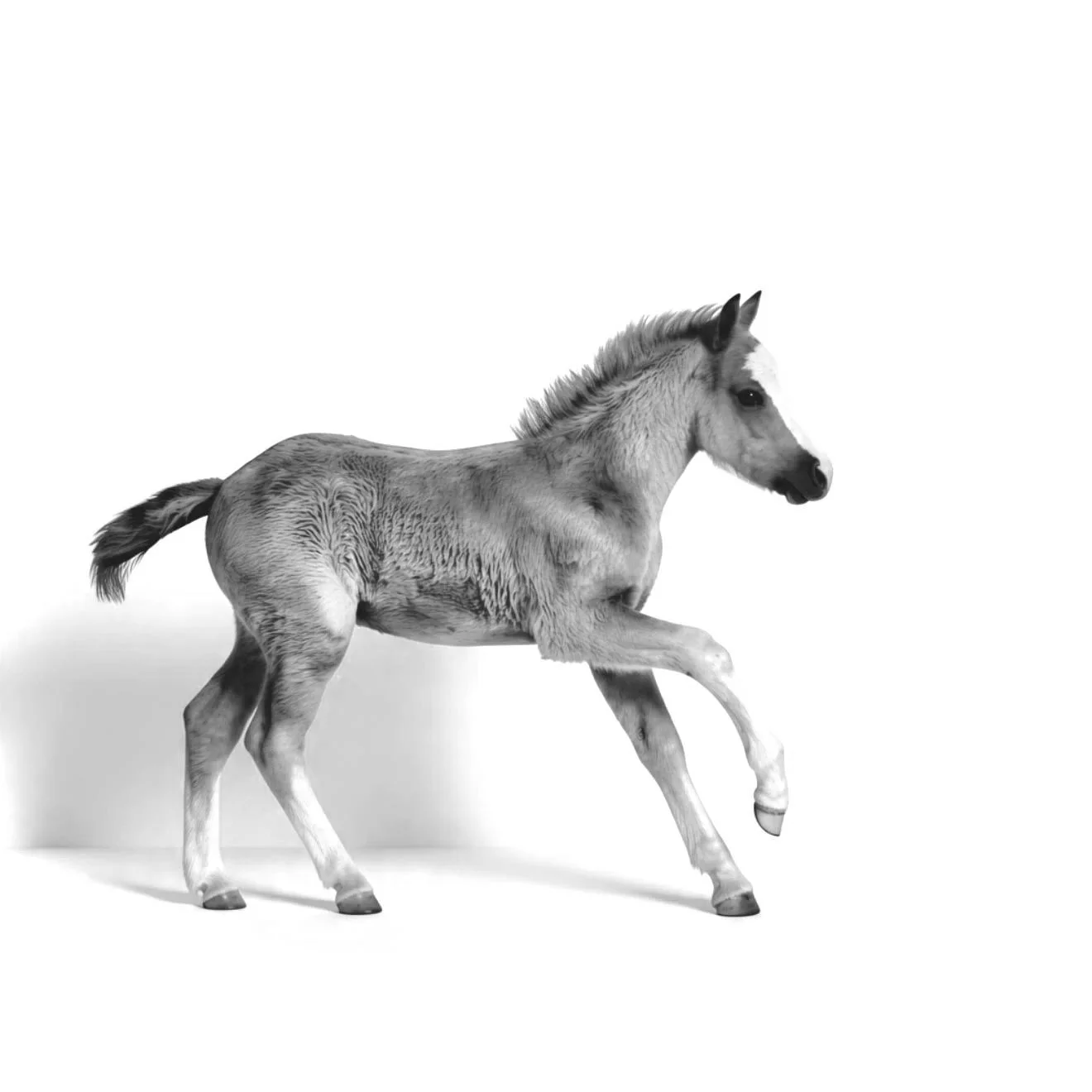a photograph of a foal cantering