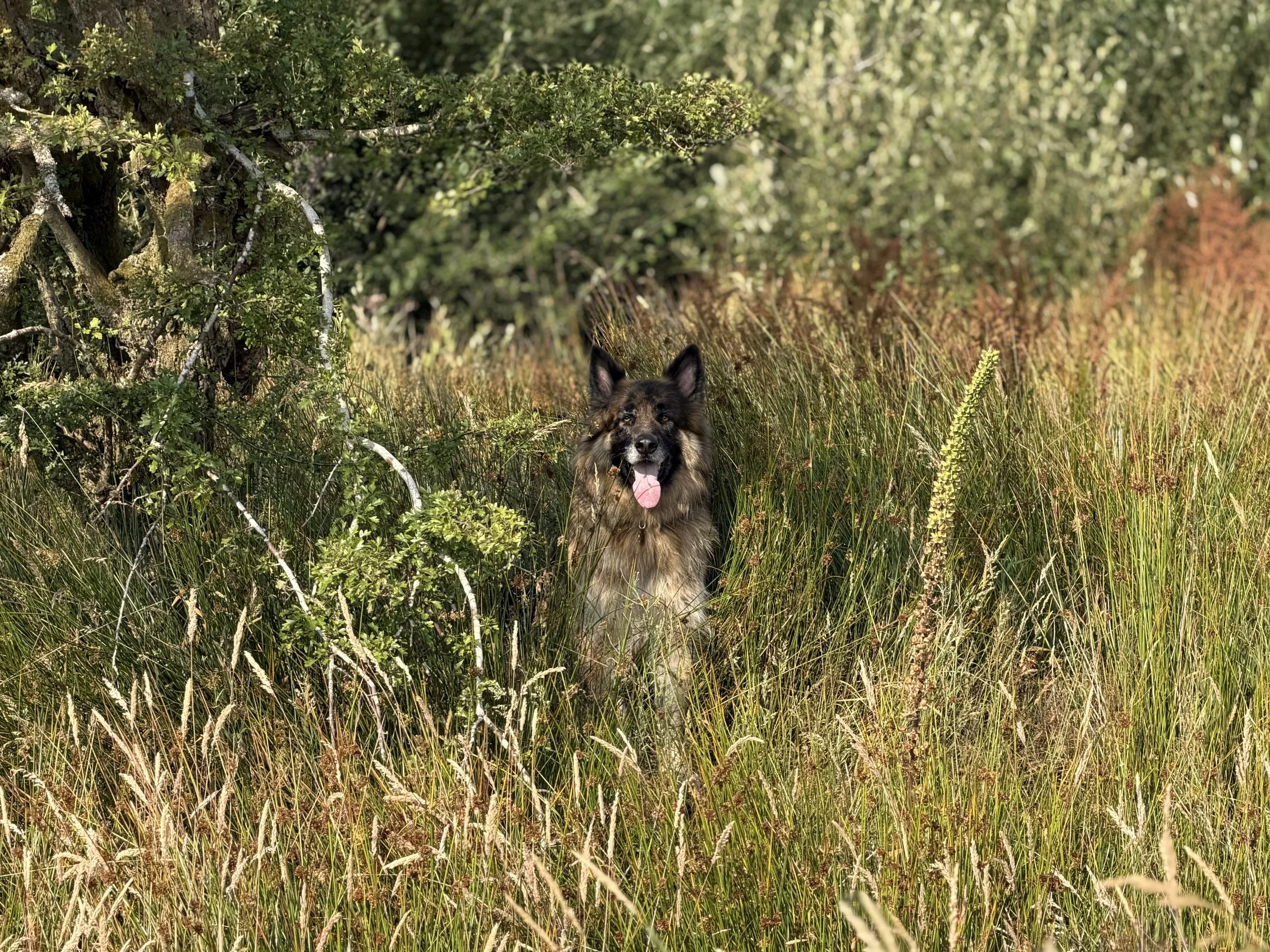 A stunning German Shepard dog photographed in long summer grass.