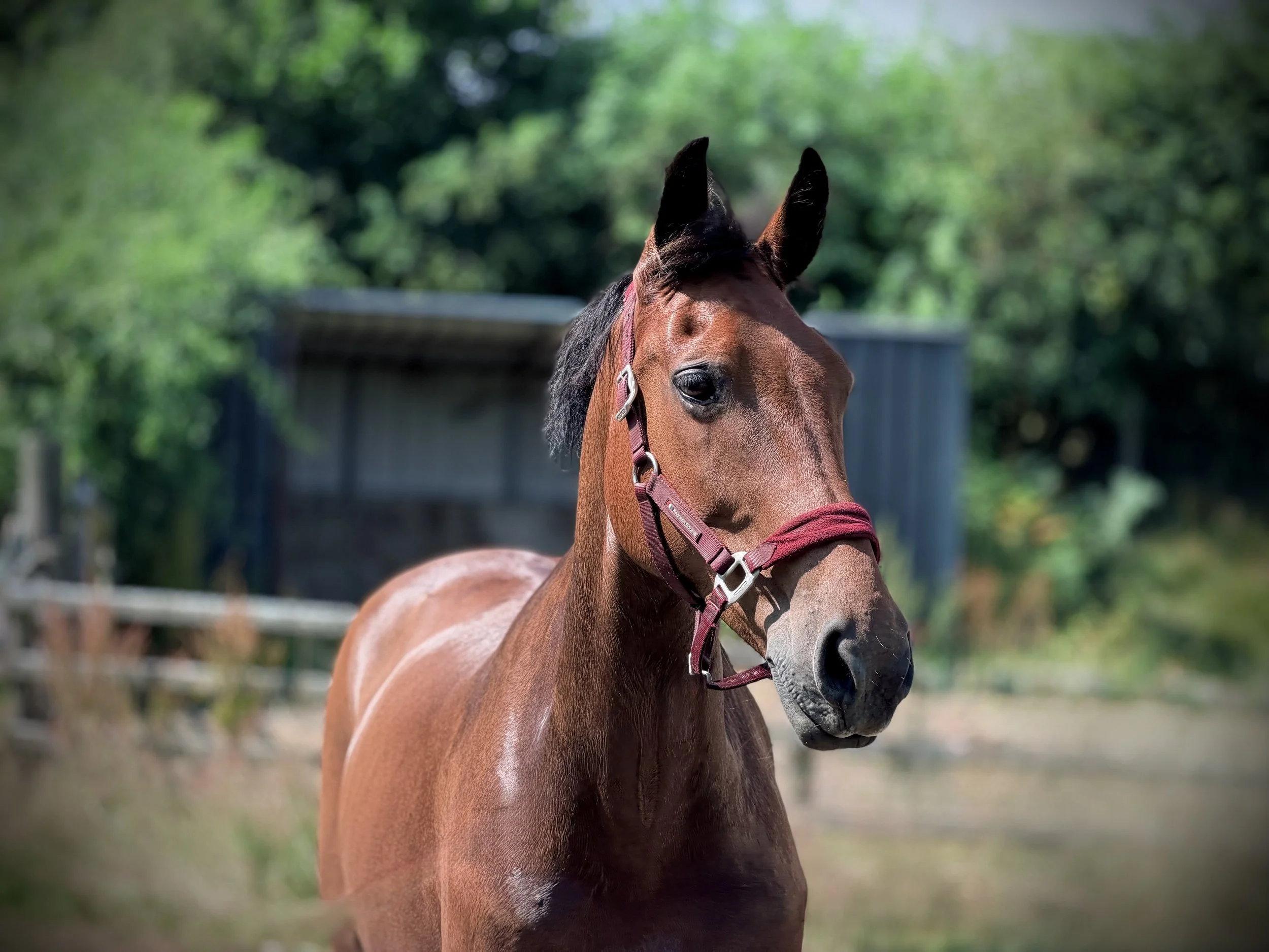 A photograph on a super pretty bay gelding in the summer time on the yard, with the field behind in the background.