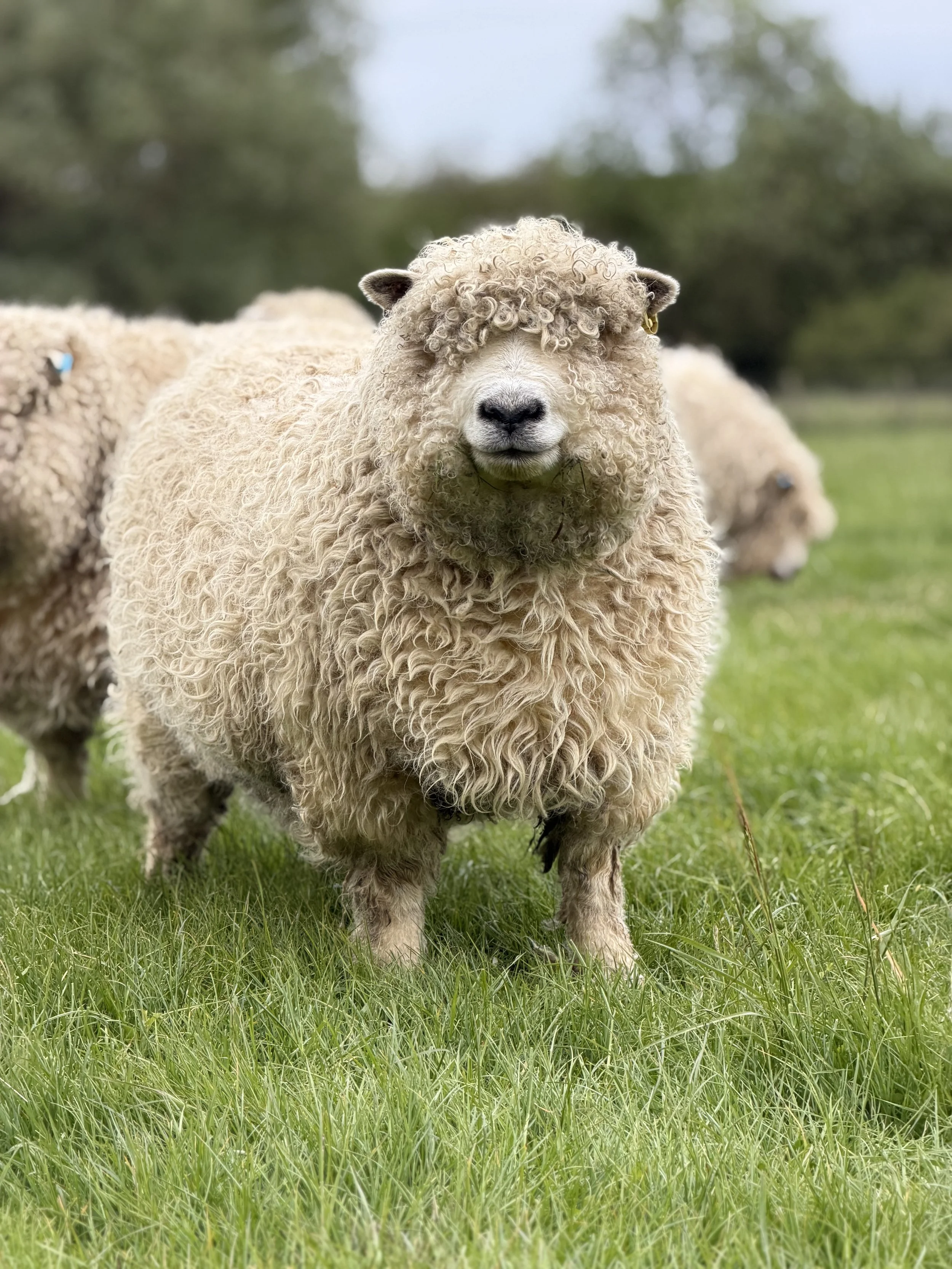 The Greyface Dartmoor is a rare breed that is currently classed as "At Risk" by the Rare Breeds Survival Trust (RBST). 
This Greyface Dartmoor sheep is stood in a field with other members of it flock in the background.