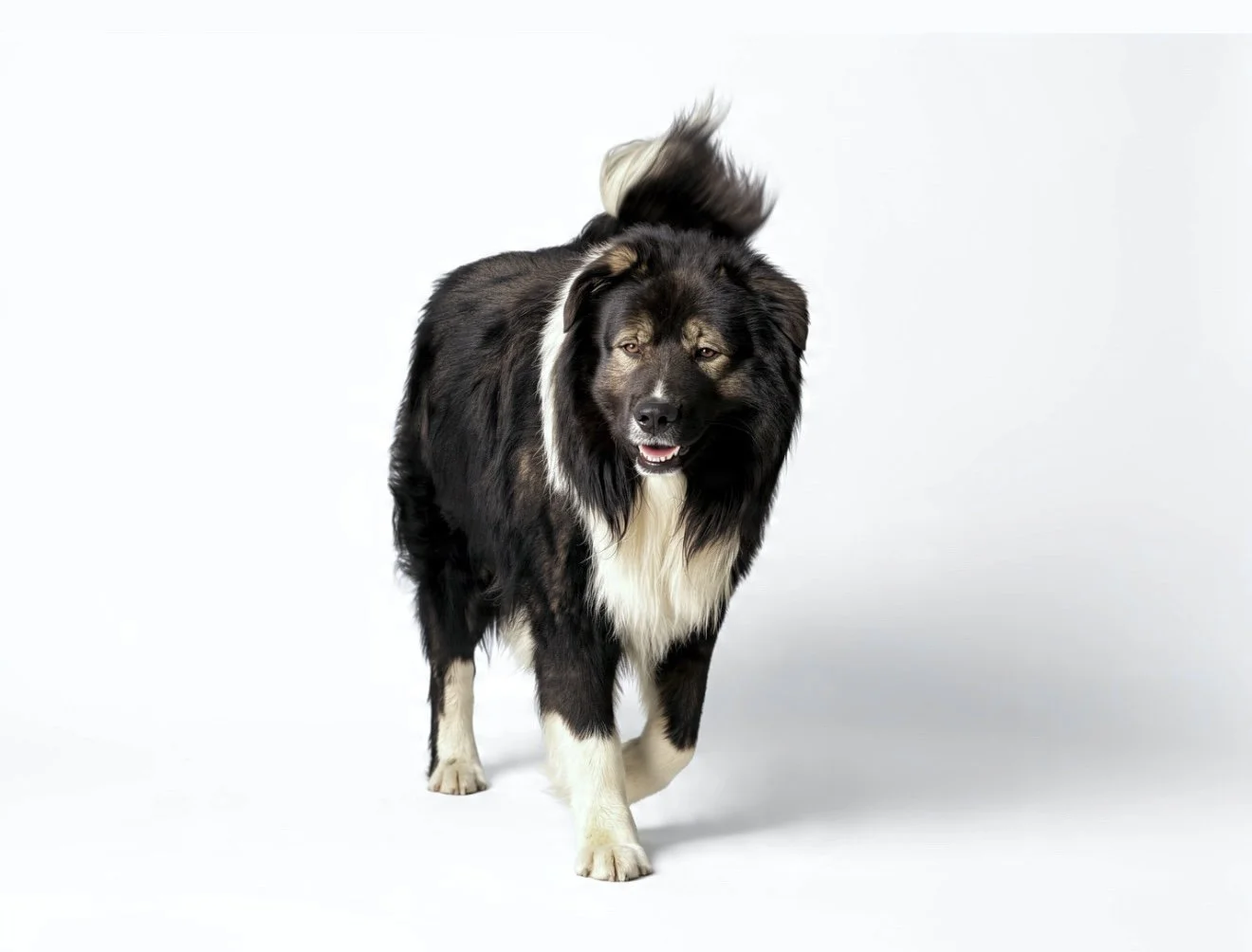 The Caucasian Shepherd Dog. A giant breed dog. photographed, and set on a white background