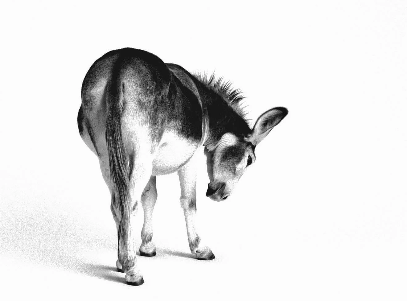 A black and white photograph of a donkey set on a white background.