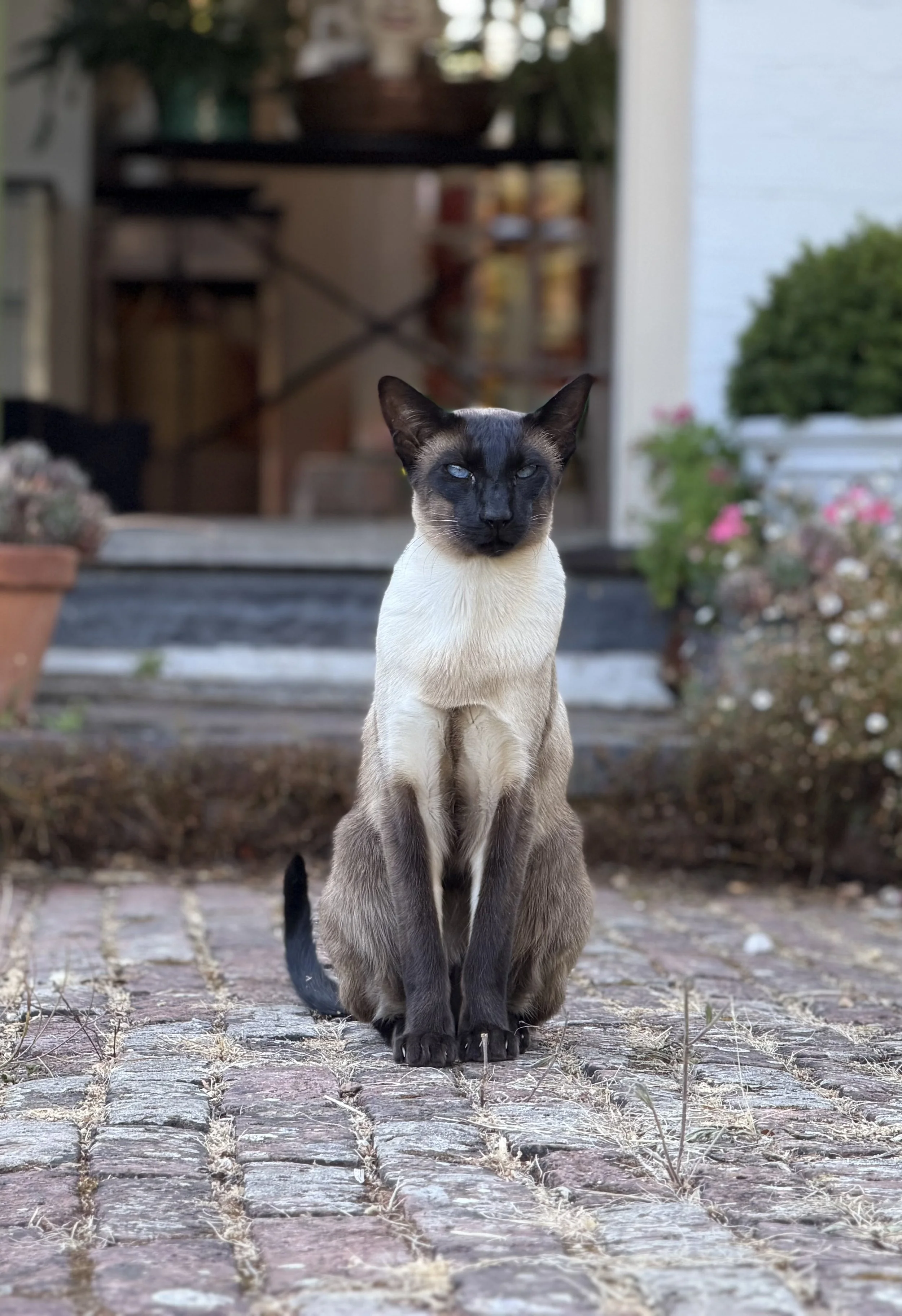 A beautiful and striking Siamese cat sat on a brick pathway outside the open from door of a house.