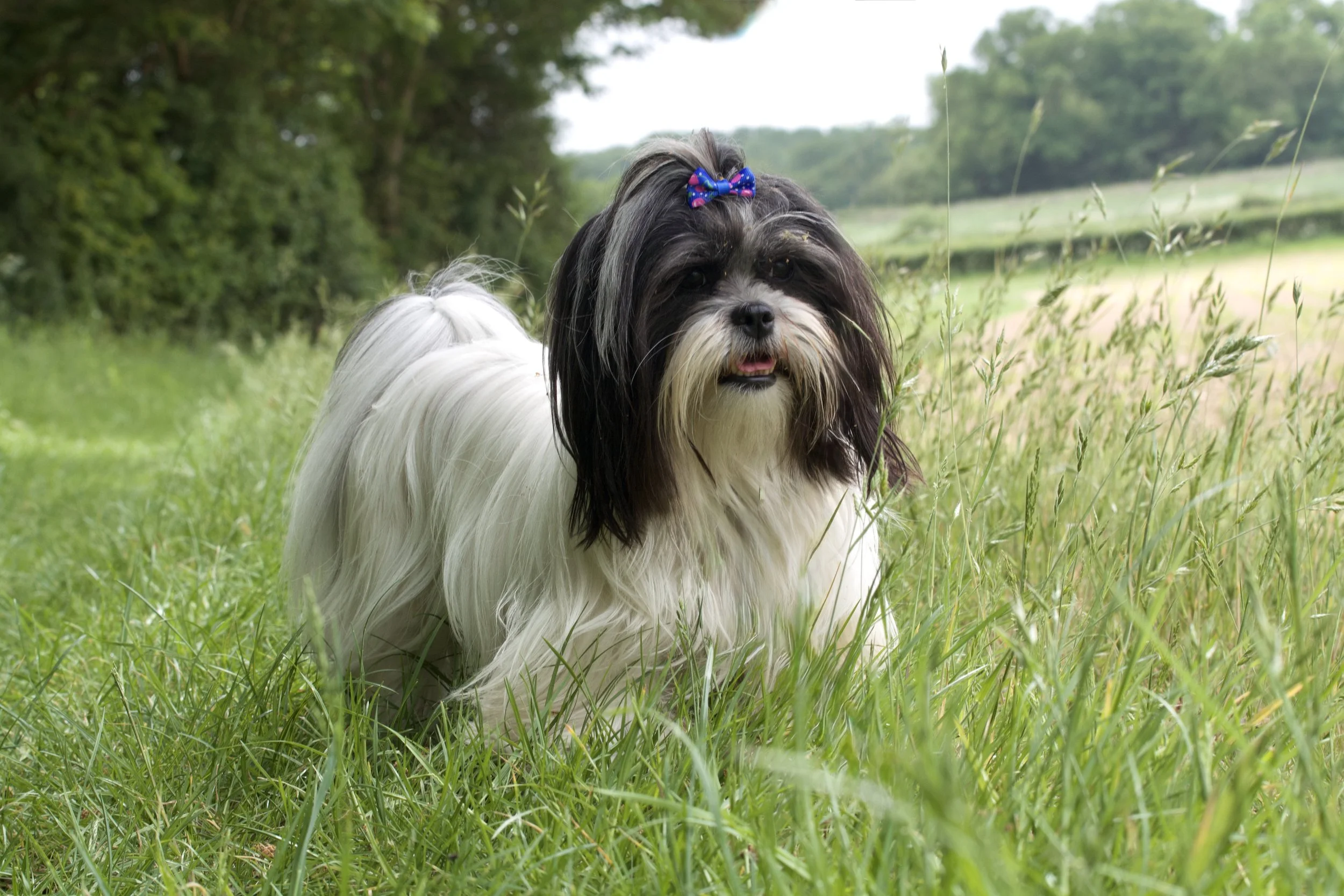 Shih Tzu photograph taking in a field whilst out walking in summer.