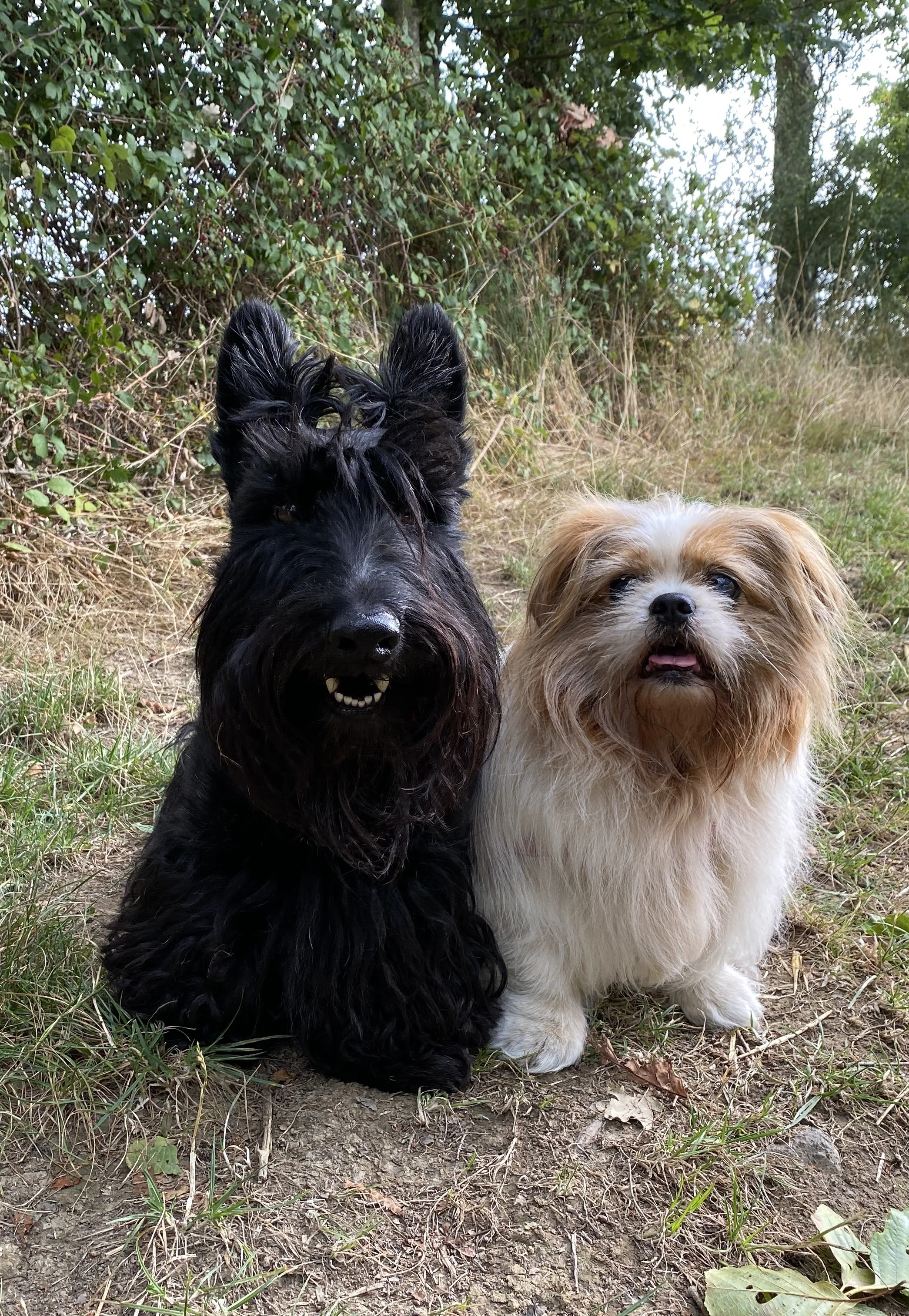 Two little dogs whilst out on a walk, sitting for a photo
