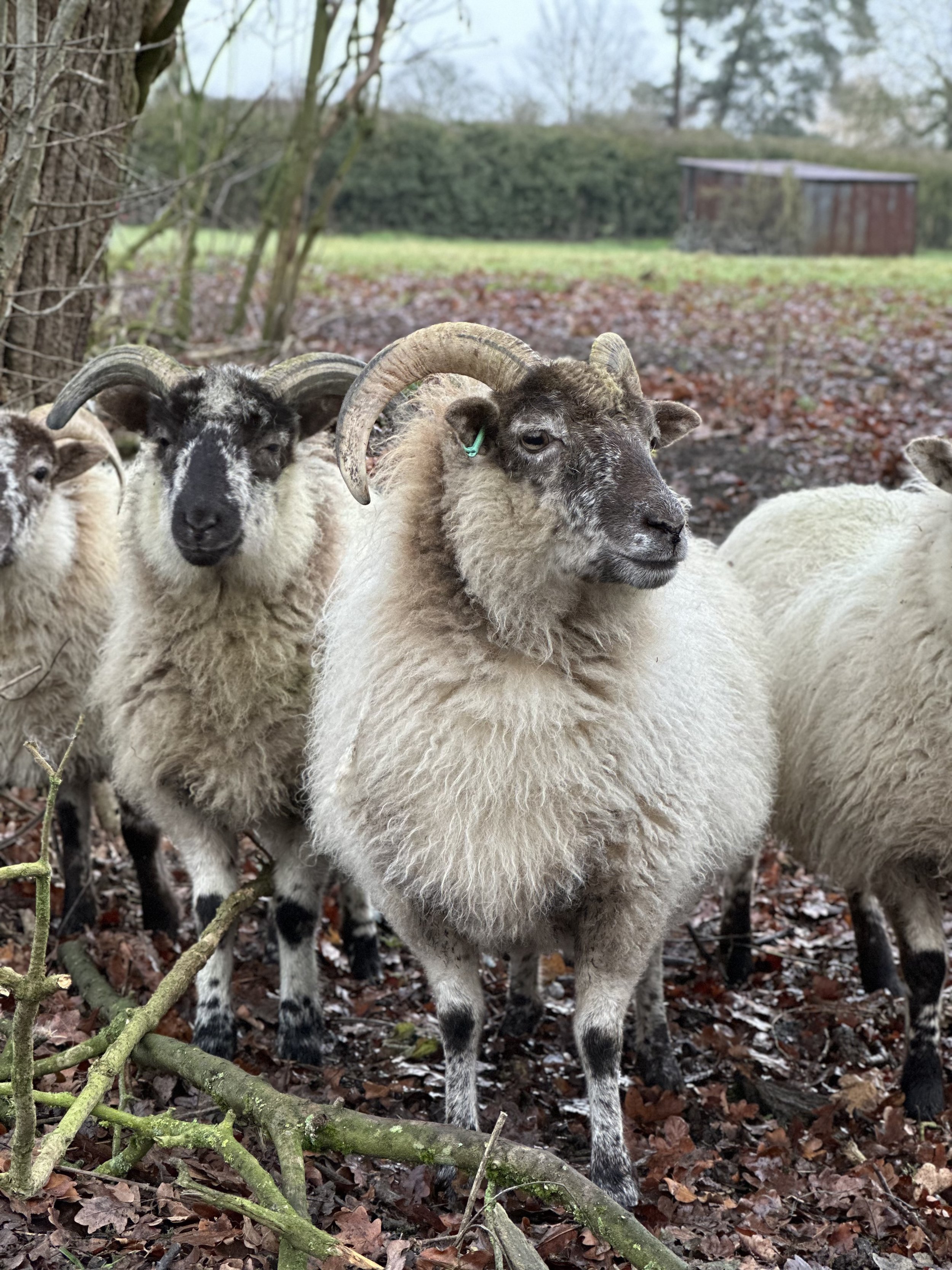 The Boreray Blackface sheep, rare, and very beautiful.