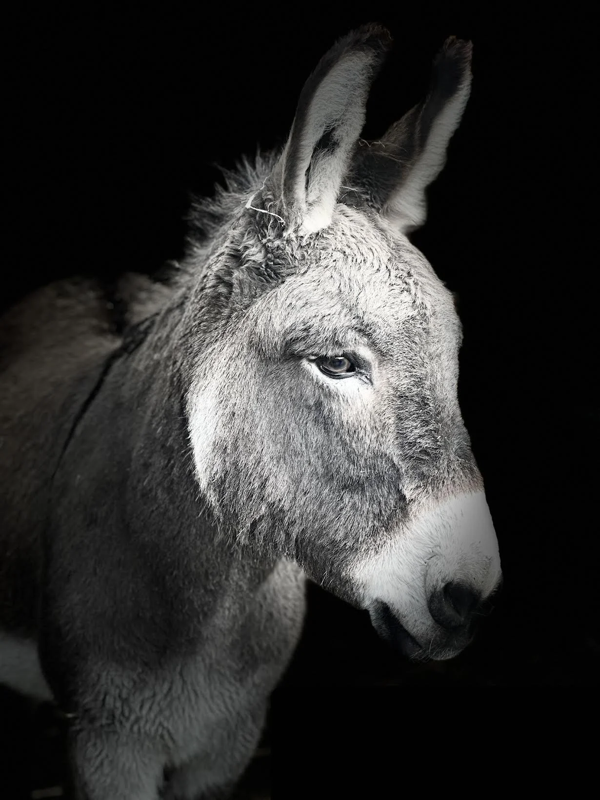 A photograph of a  beautiful donkey's head, on a black background.