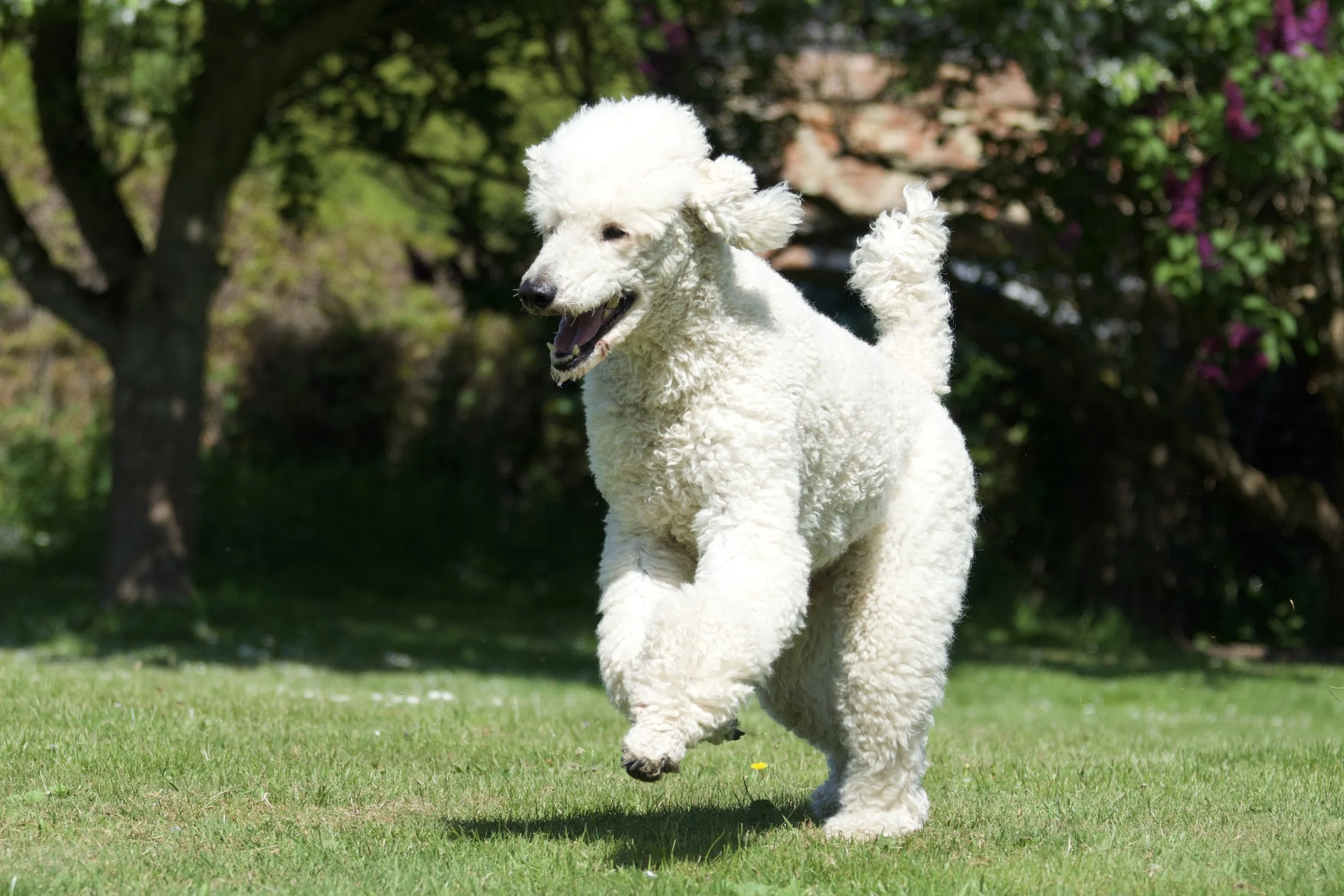 A white poodle dog running in the garden.