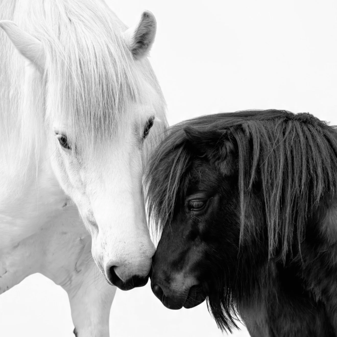 A photograph of a large highland pony touching noses with a shetland pony. A very sweet moment between two horses, set on white background.