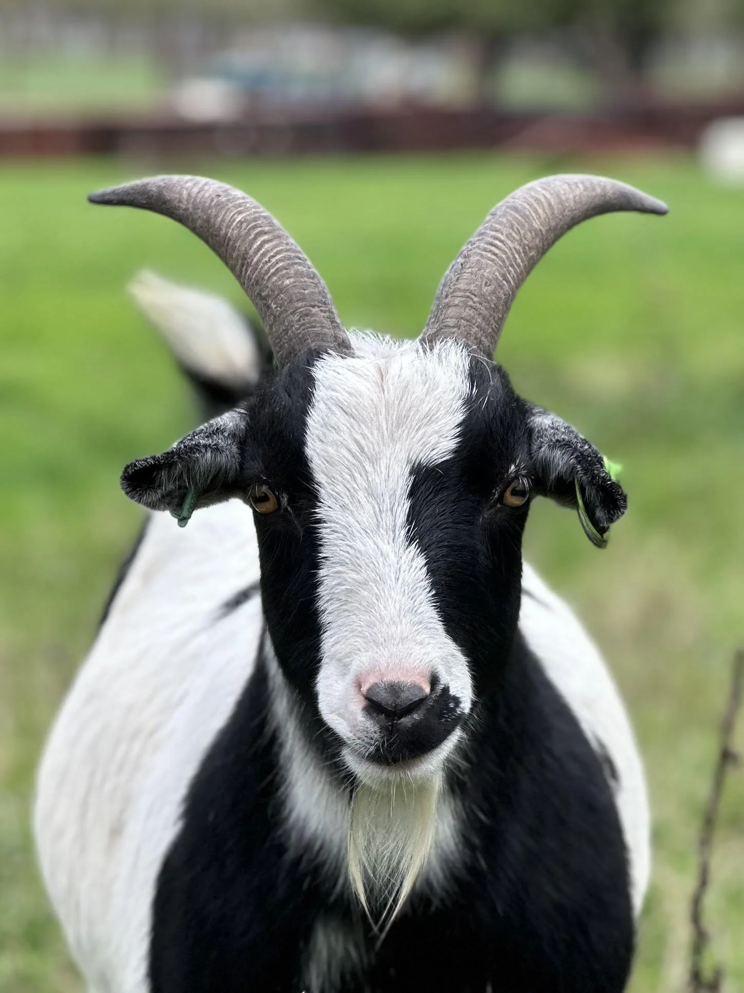A black and white goad in field.