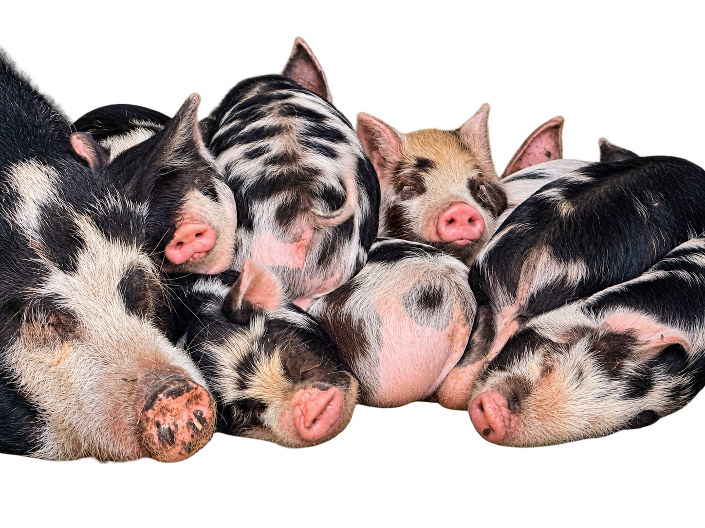 Group of piglets sleeping together, illustrating farm animal and smallholding care provided by A3 House & Pet Sitting
