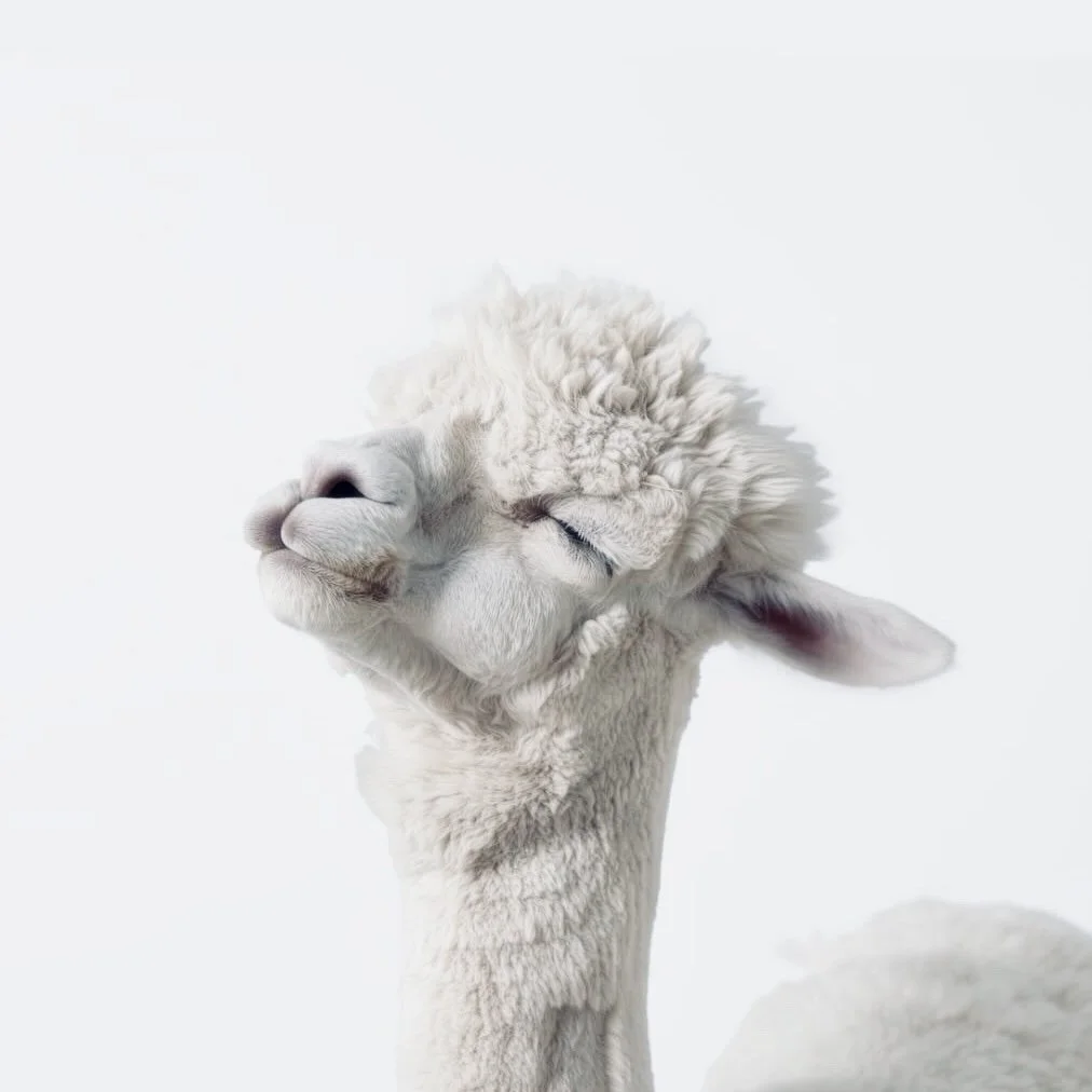 A white alpaca, pulling a cheeky face with eyes shut. Amazing photograph set on a white background.