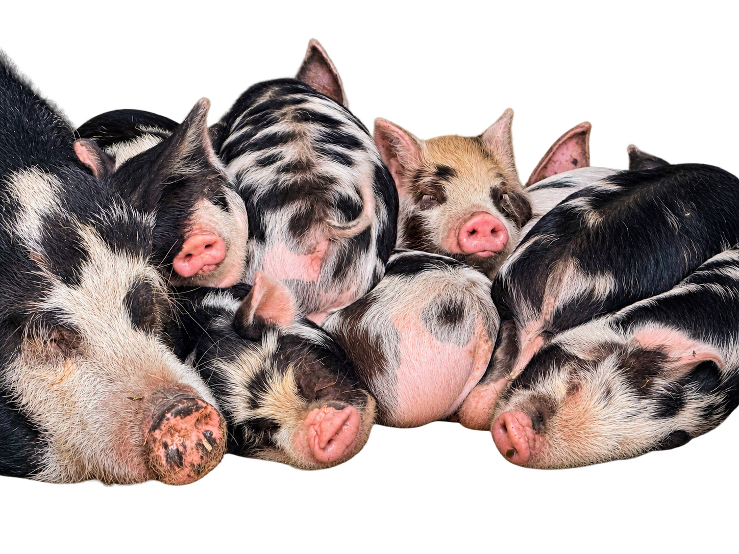 Pigs resting together - smallholding and animal care in  Oxfordshire