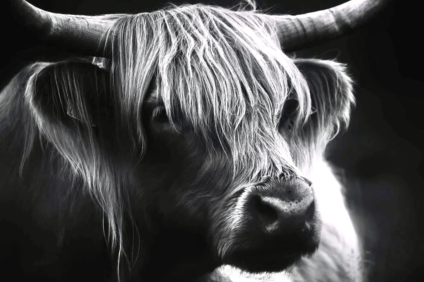 A black and white photograph of a very beautiful highland cow with a dark background. 