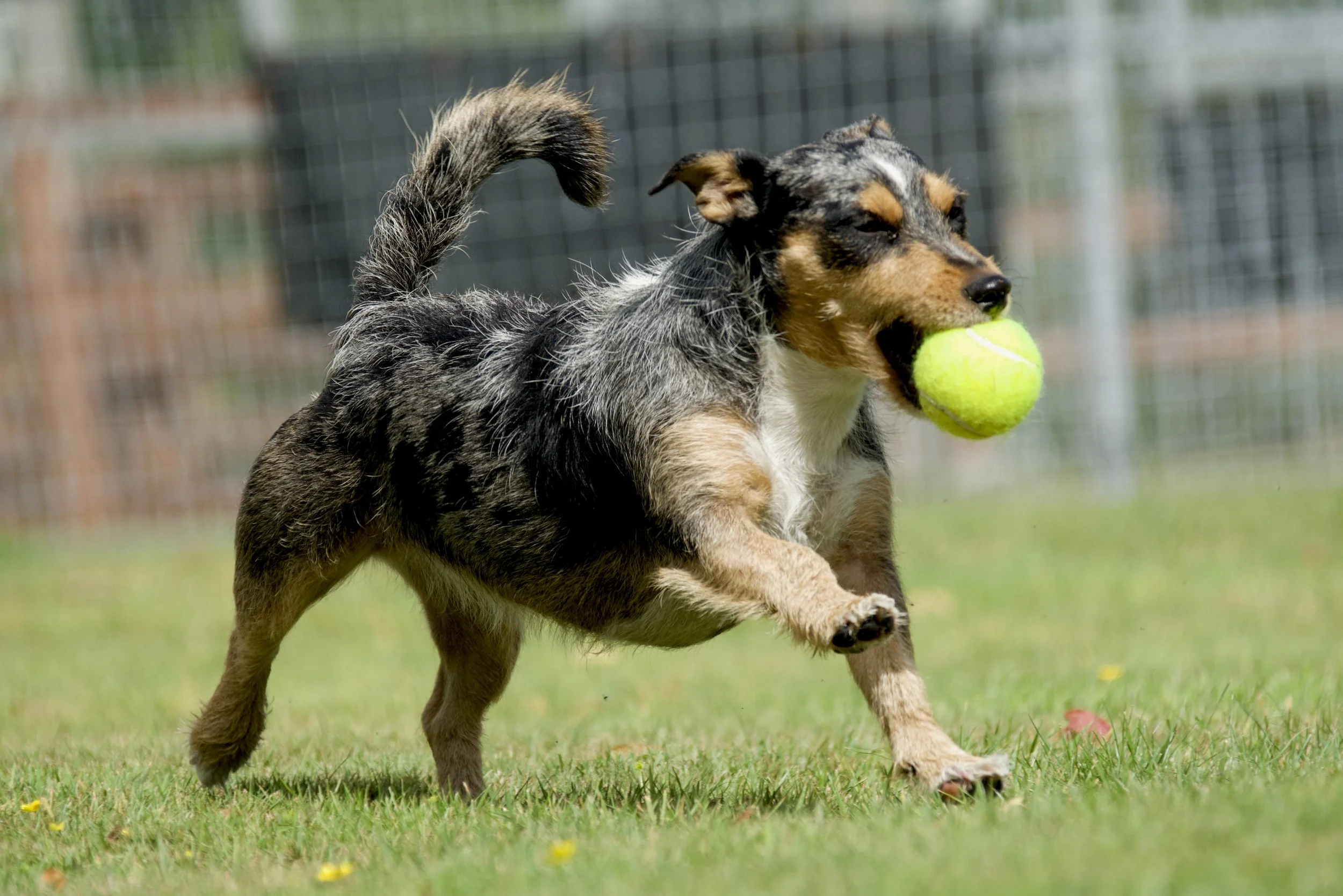 A little terrier dog running with a tennis ball in her mouth. A very happy do playing fetch.