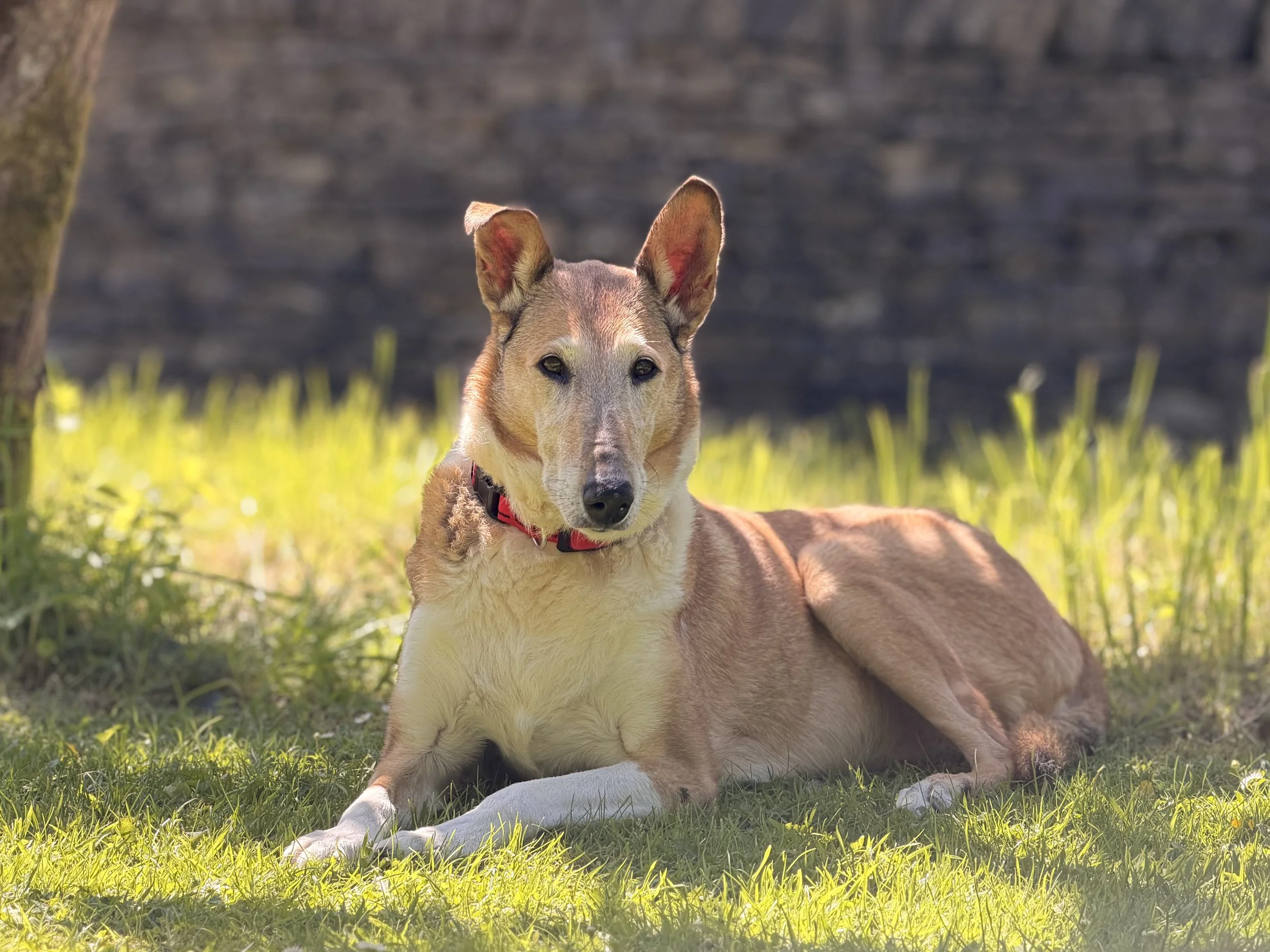 A very beautiful Smooth Collie dog.  The Smooth Collie is classified as a vulnerable native breed. A very special dog to look after.
