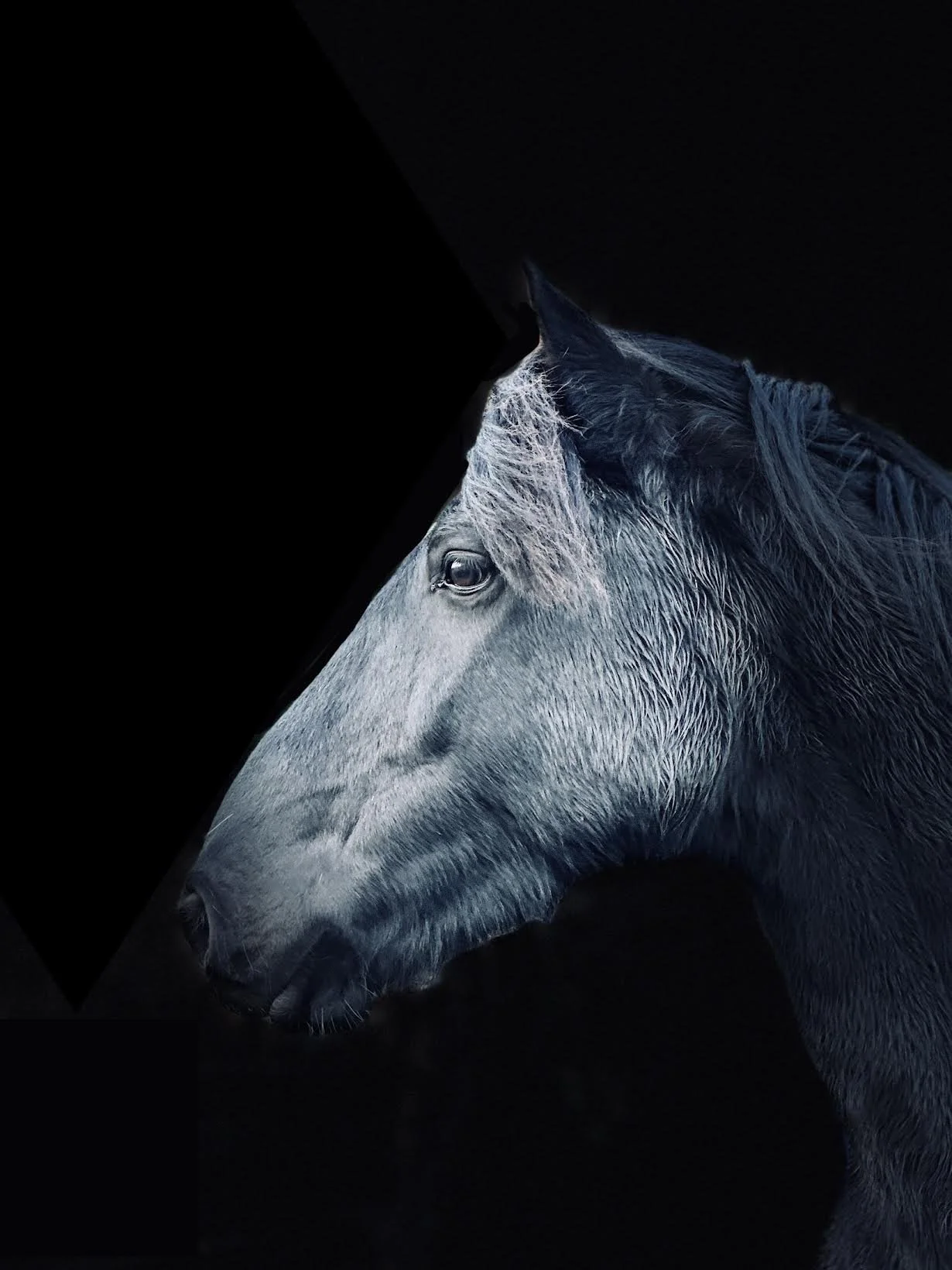 Black horses head photograph striking with black background