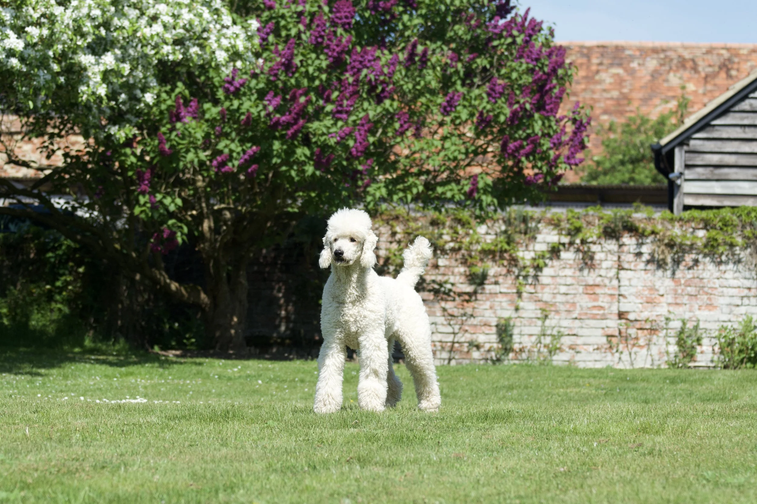 A white poodle dog stood in the garden with some beautiful in blossom trees in the background.