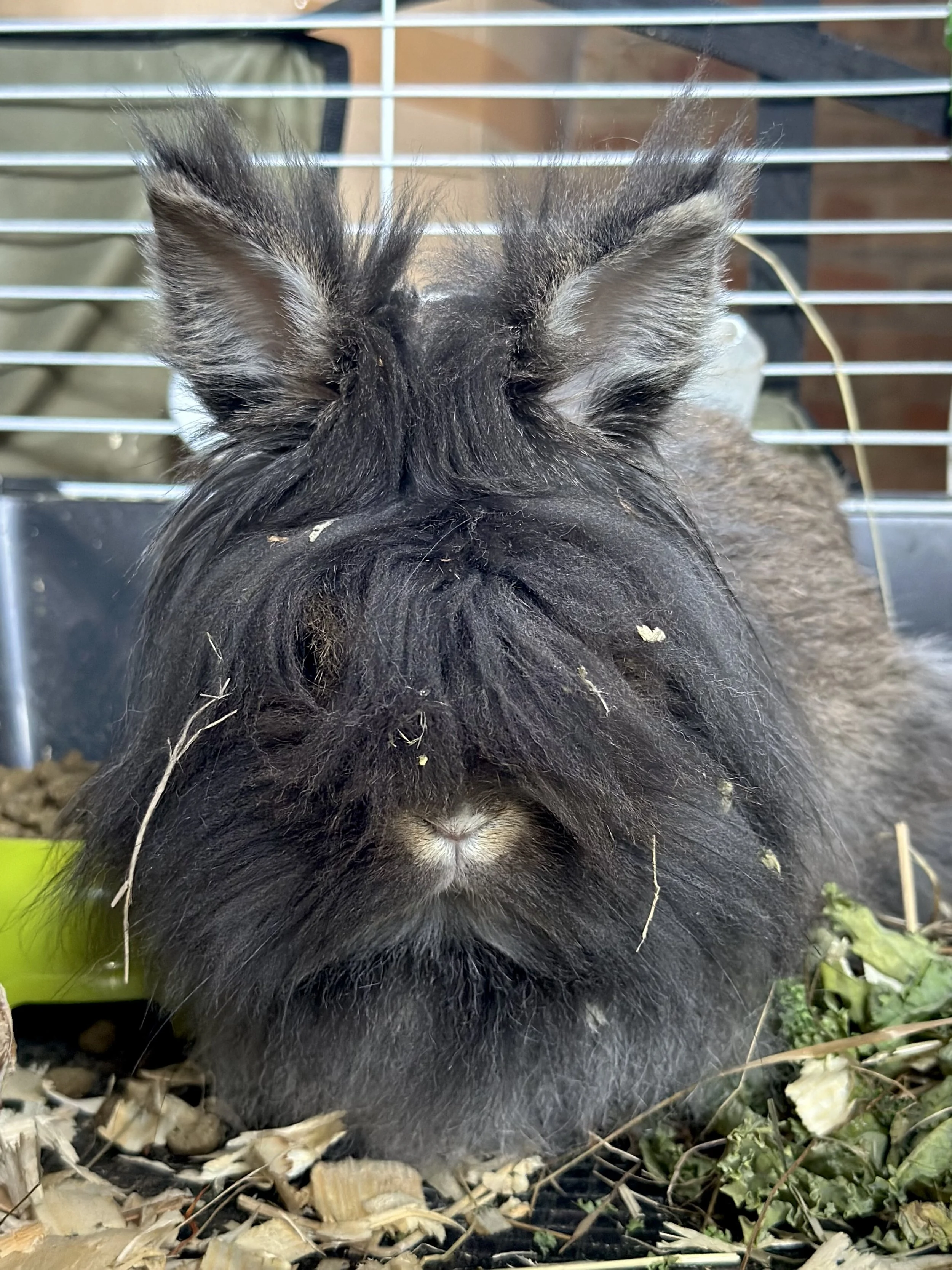 A grey Lionhead rabbit.