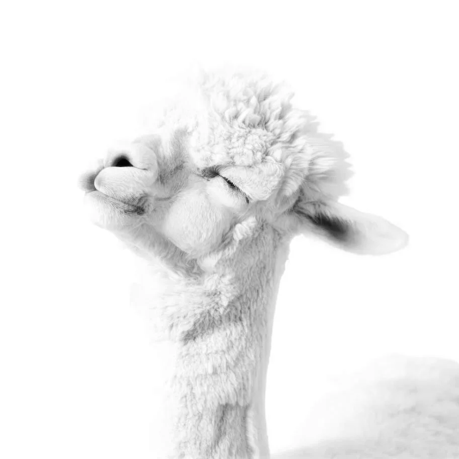 A photograph of a white Alpaca