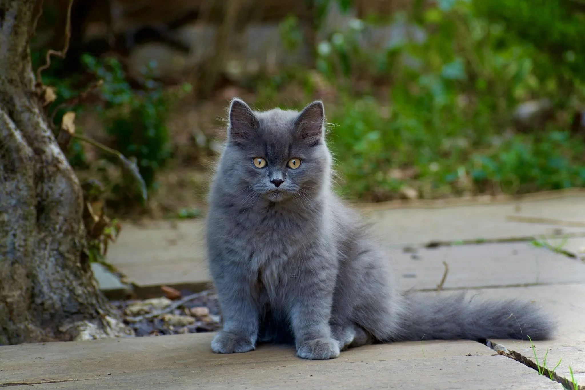 A very cute little grey kitten. Photographwas taken in the garden next to a tree.
