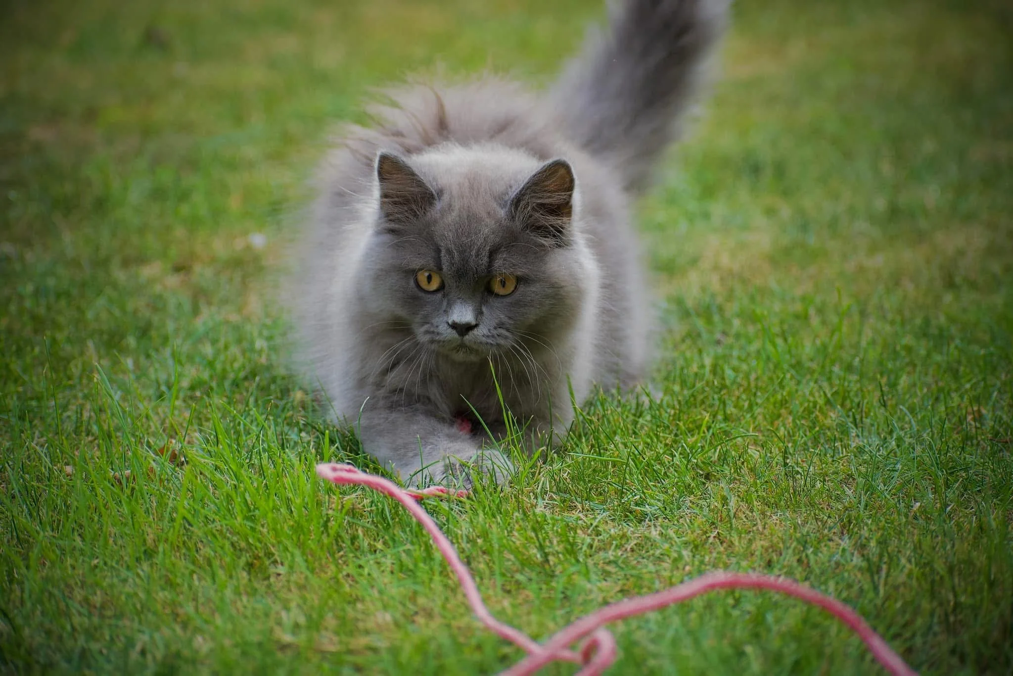 A grey little kitten playing in the garden chasing some string. Very cute. 