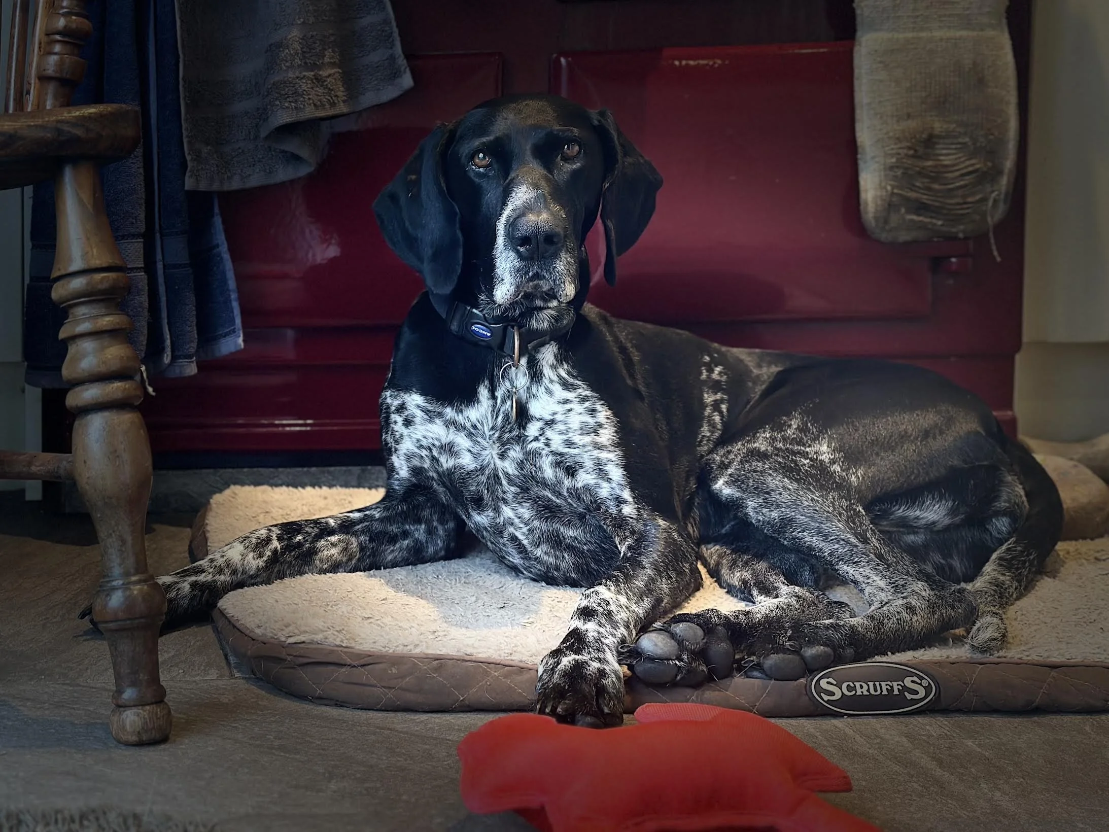 A black pointer dog lying down in front of the age on her bed. 