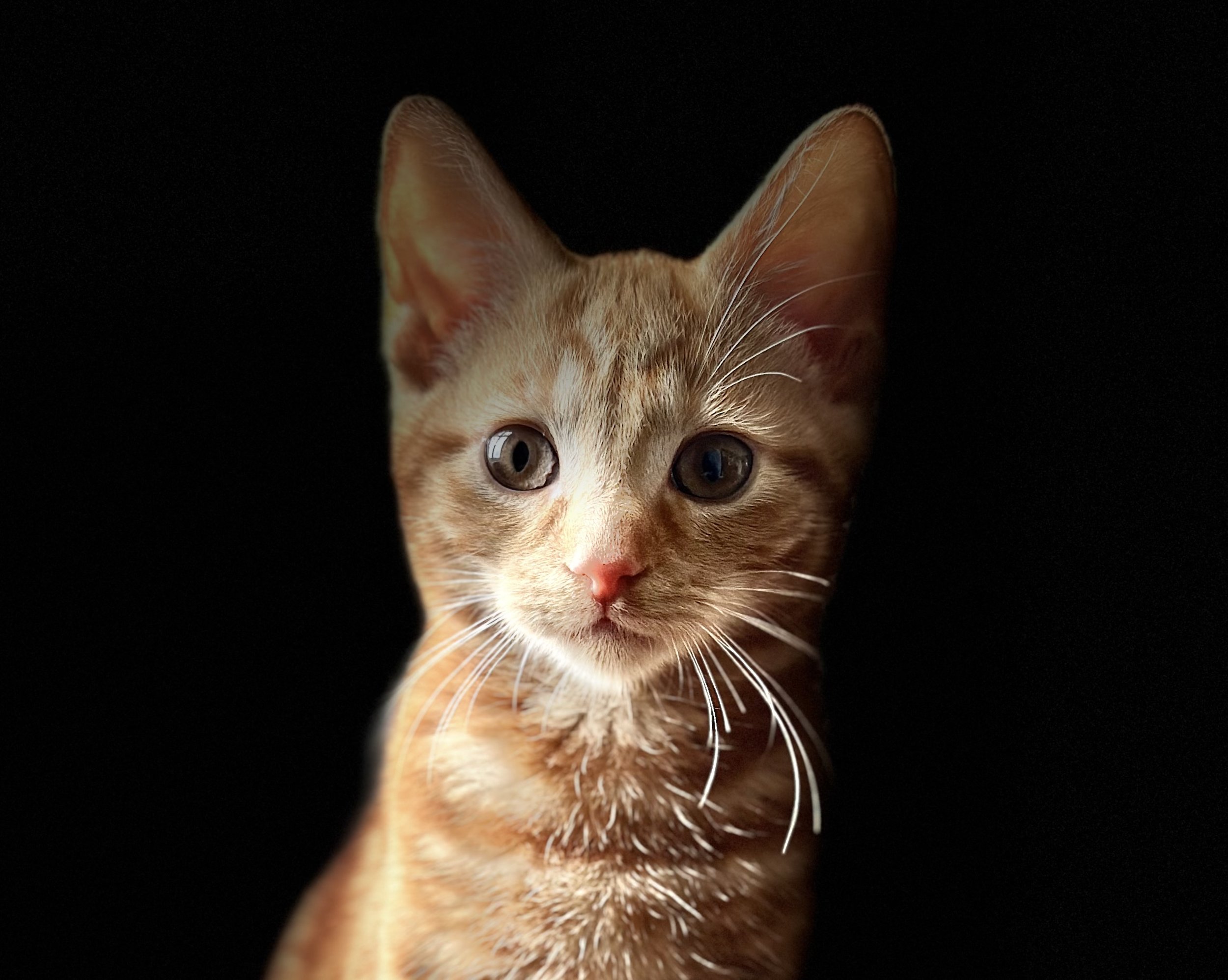 A colour photograph of a striking ginger kitten, with beautiful long whiskers on a black background