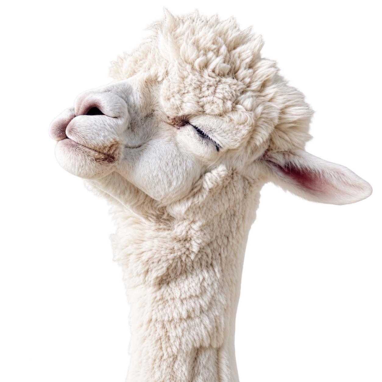 Alpaca - experienced smallholding and animal care in Warwickshire