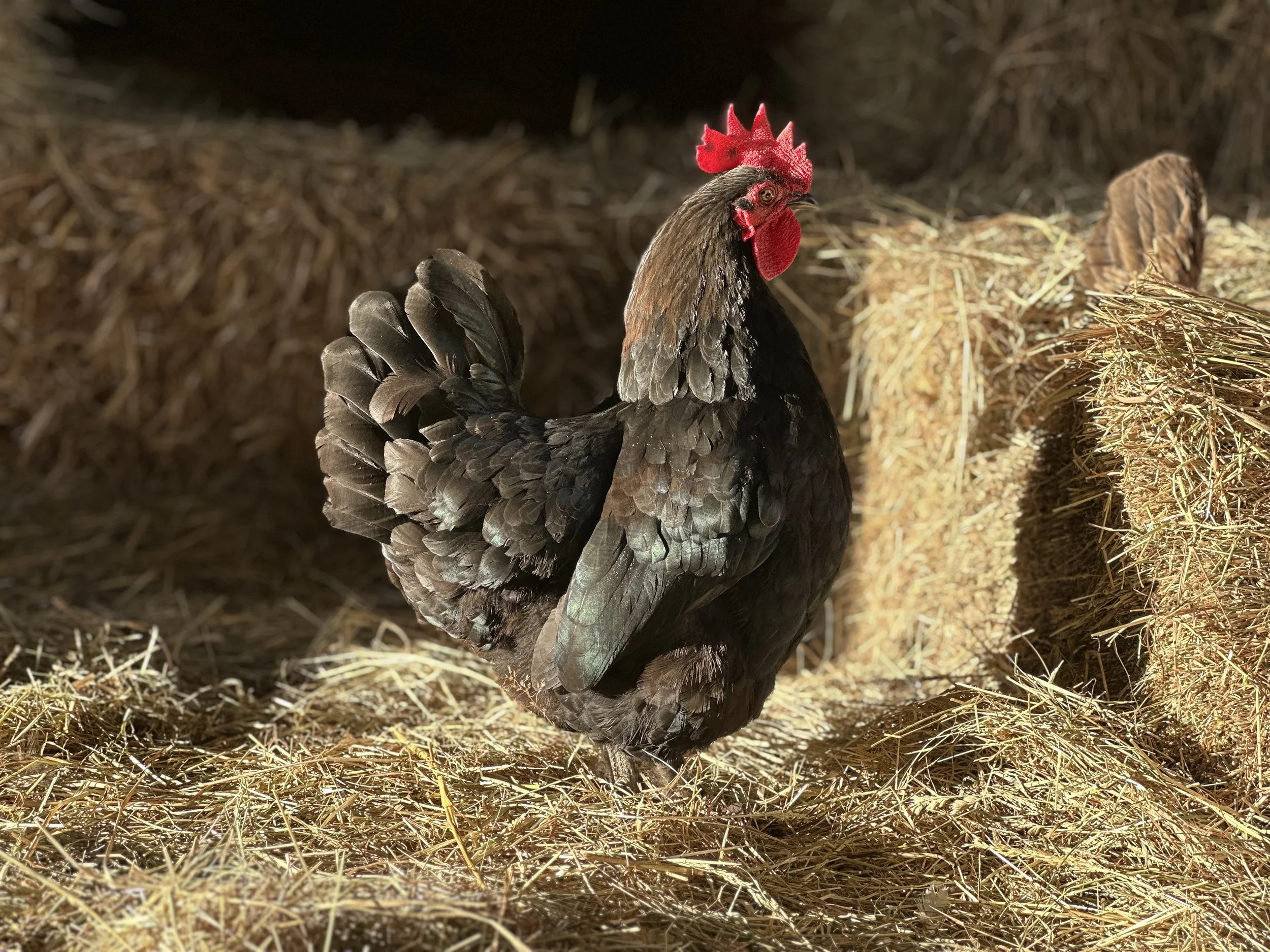 A beautiful black cockerel in the hay barn with the morning sun filtering in. 