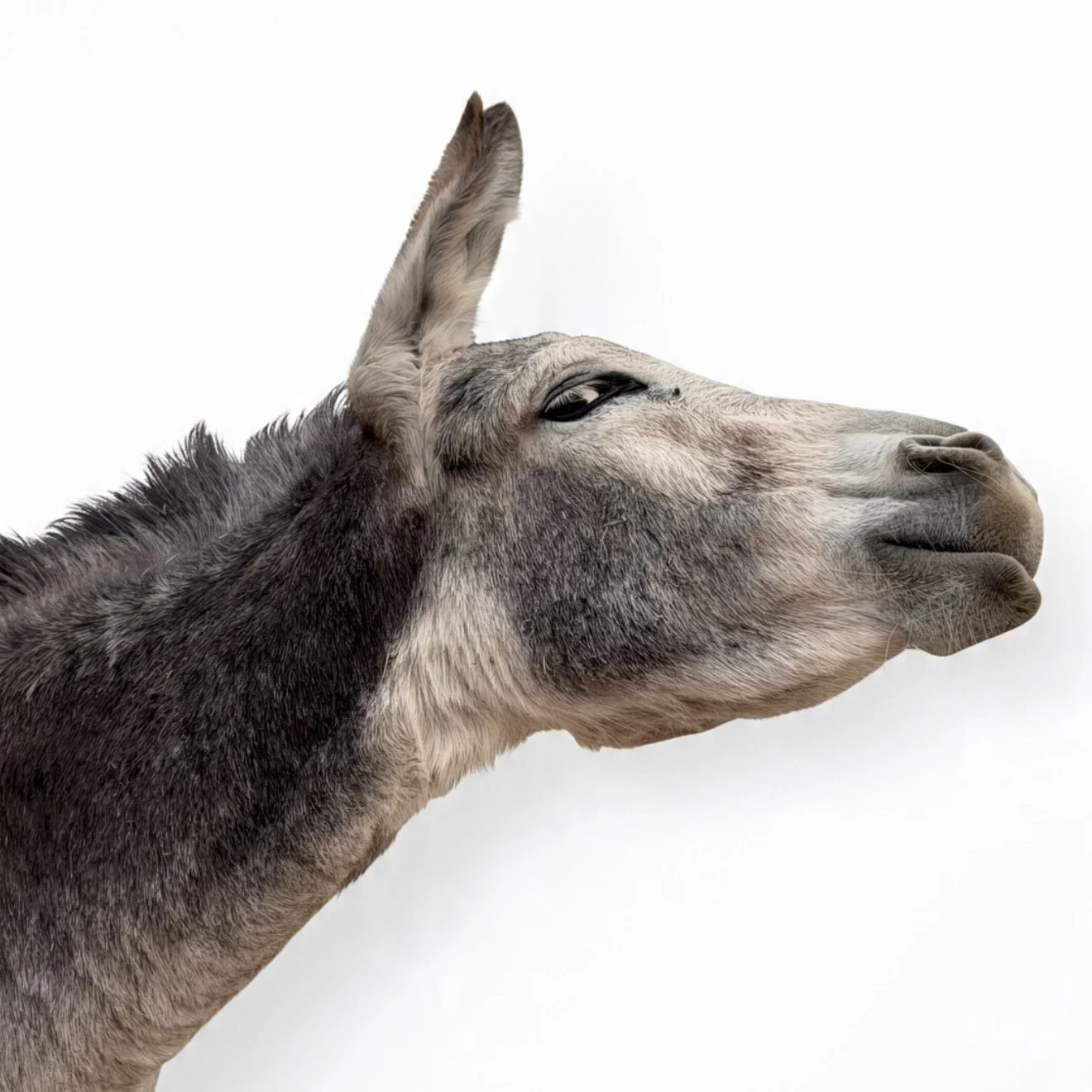 A cheeky donkey headshot photograph. Giving a side eye cheeky glance. Set on a white background 