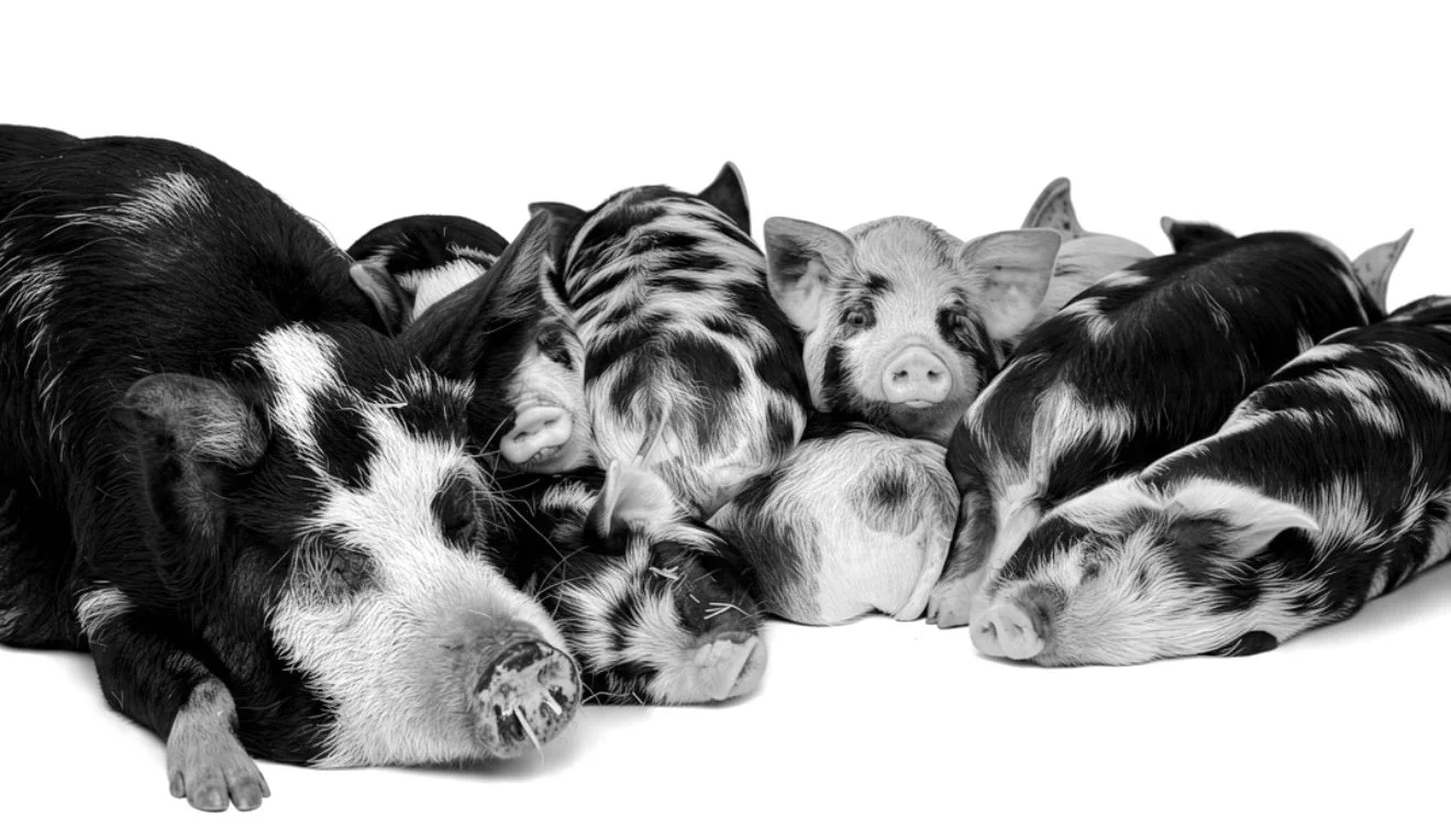 A black and white photo of a pig with piglets sleeping