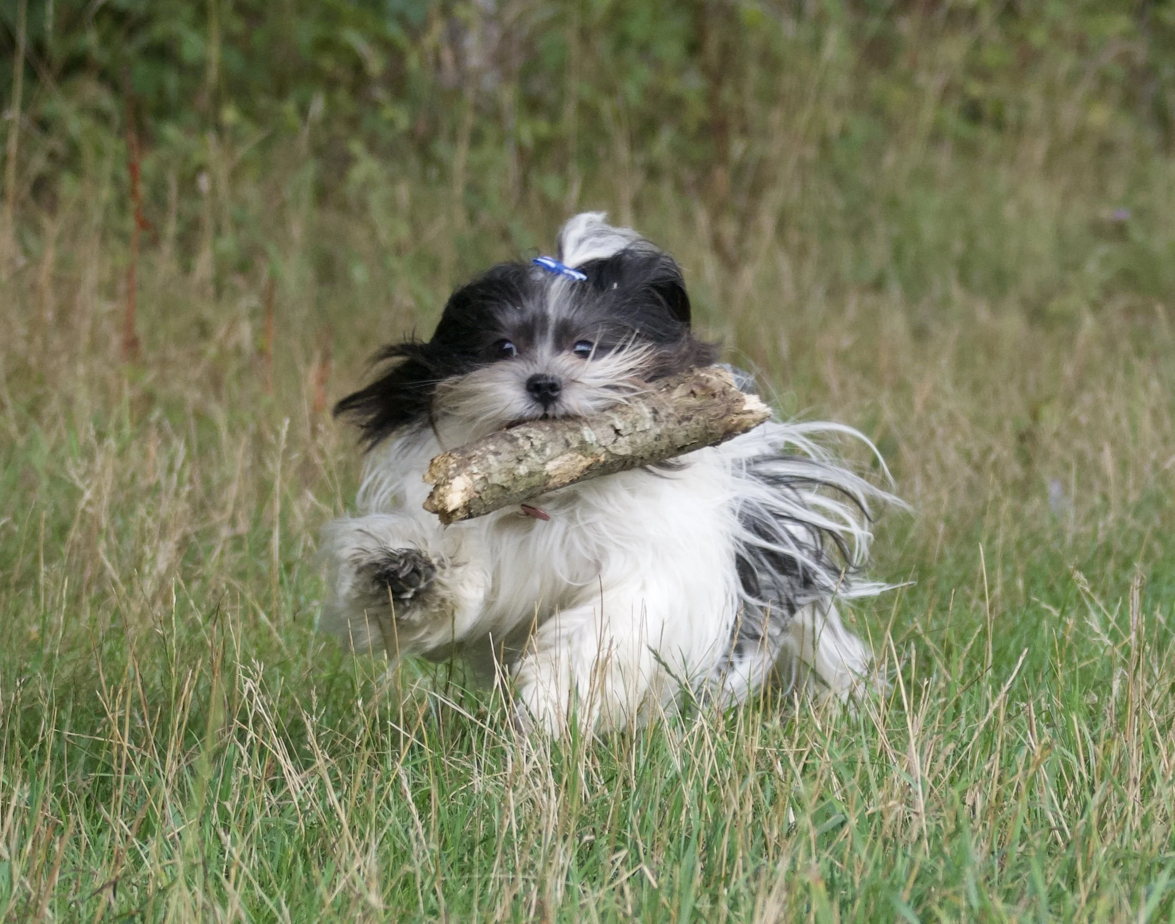 A black and white Shih Tzu dog running with a big stick in her mouth. Having a lot of fun.