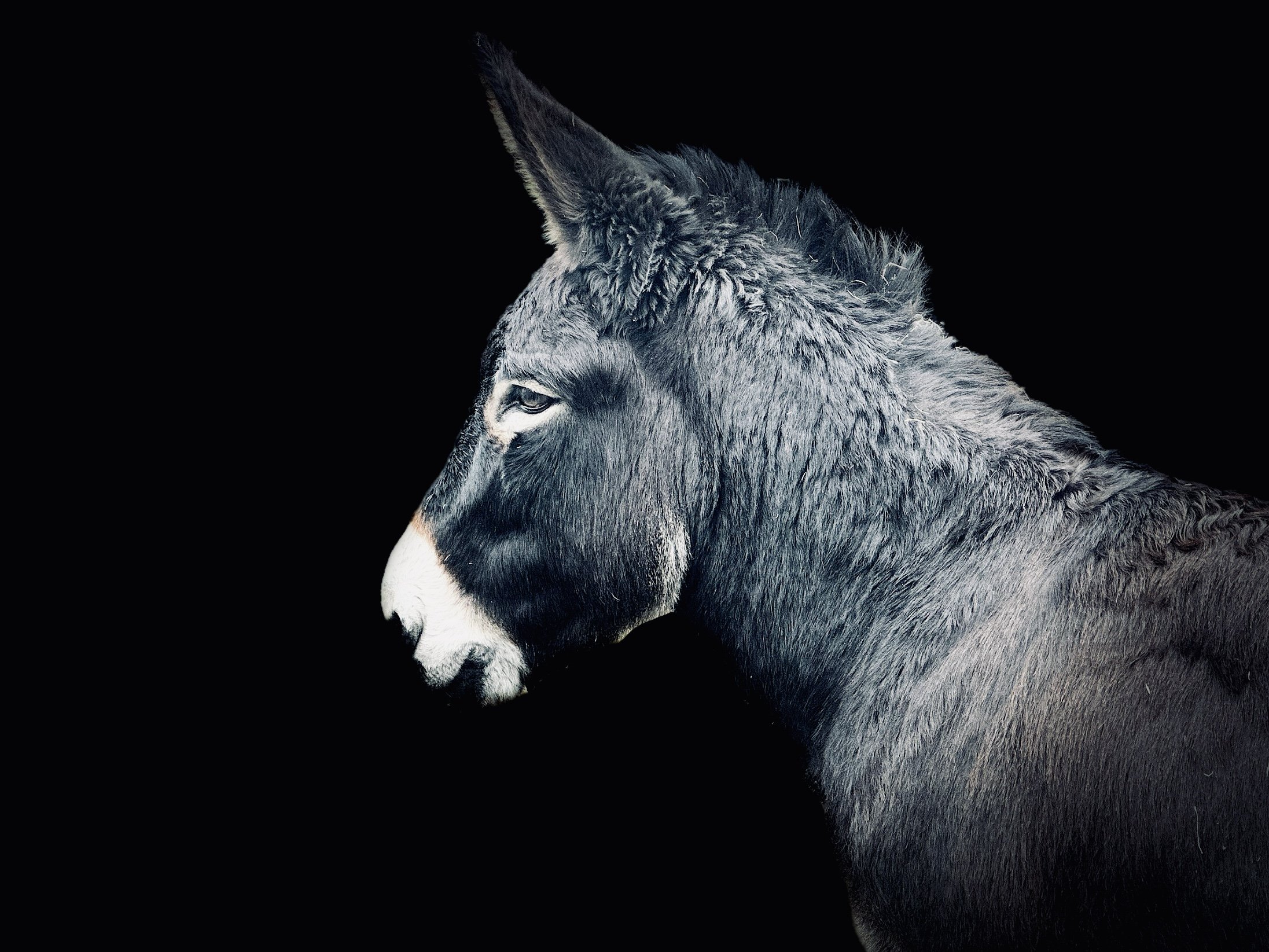 Photograph taken of a donkey with a black background. Stunning and dramatic