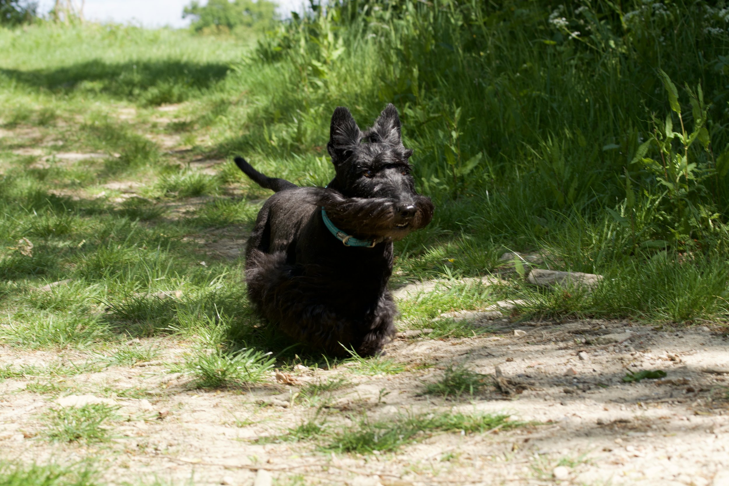 A Scottish Terrier dog running happily out walking in fields.