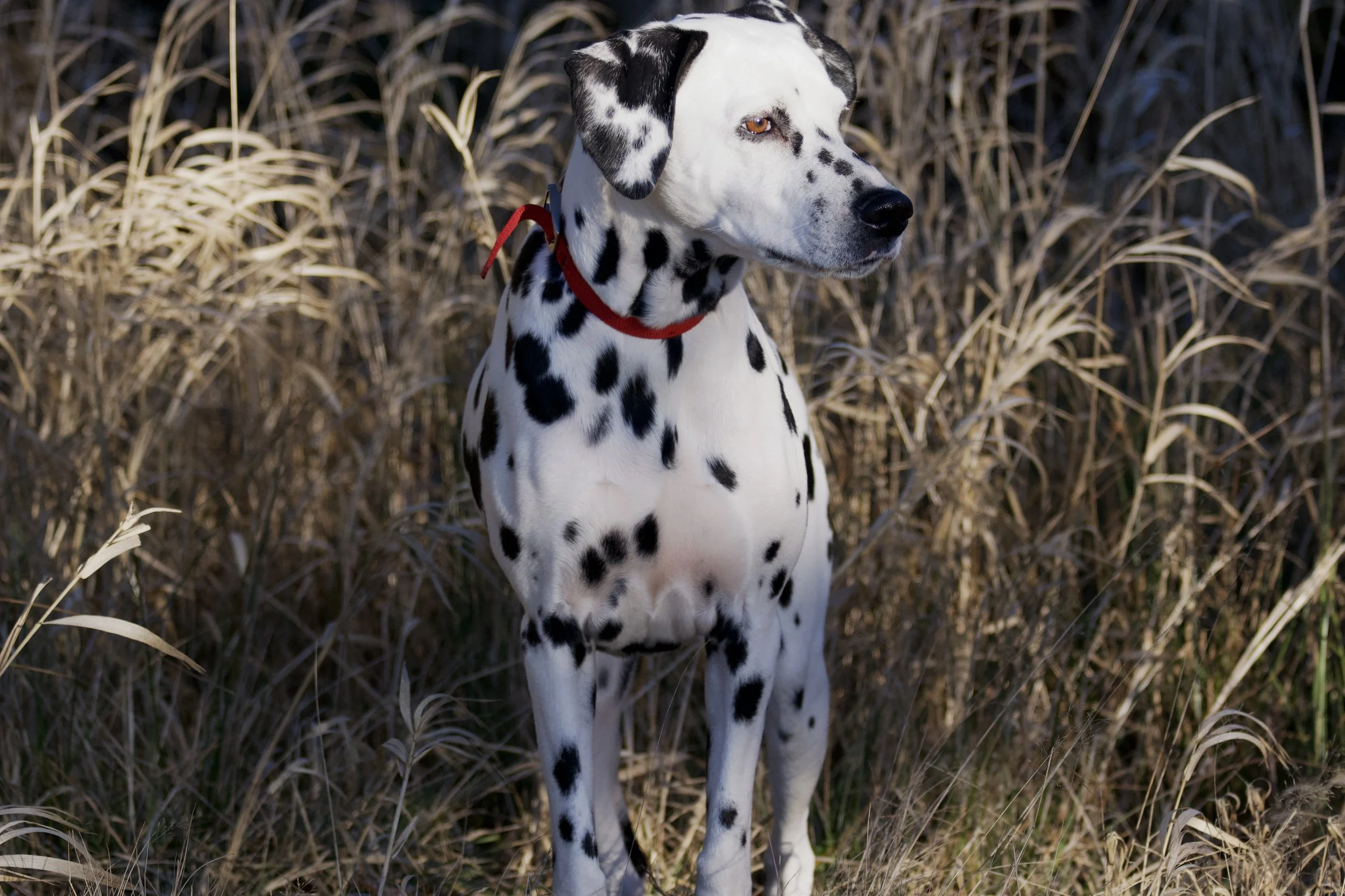 A Dalmatian dog standing in long grass.