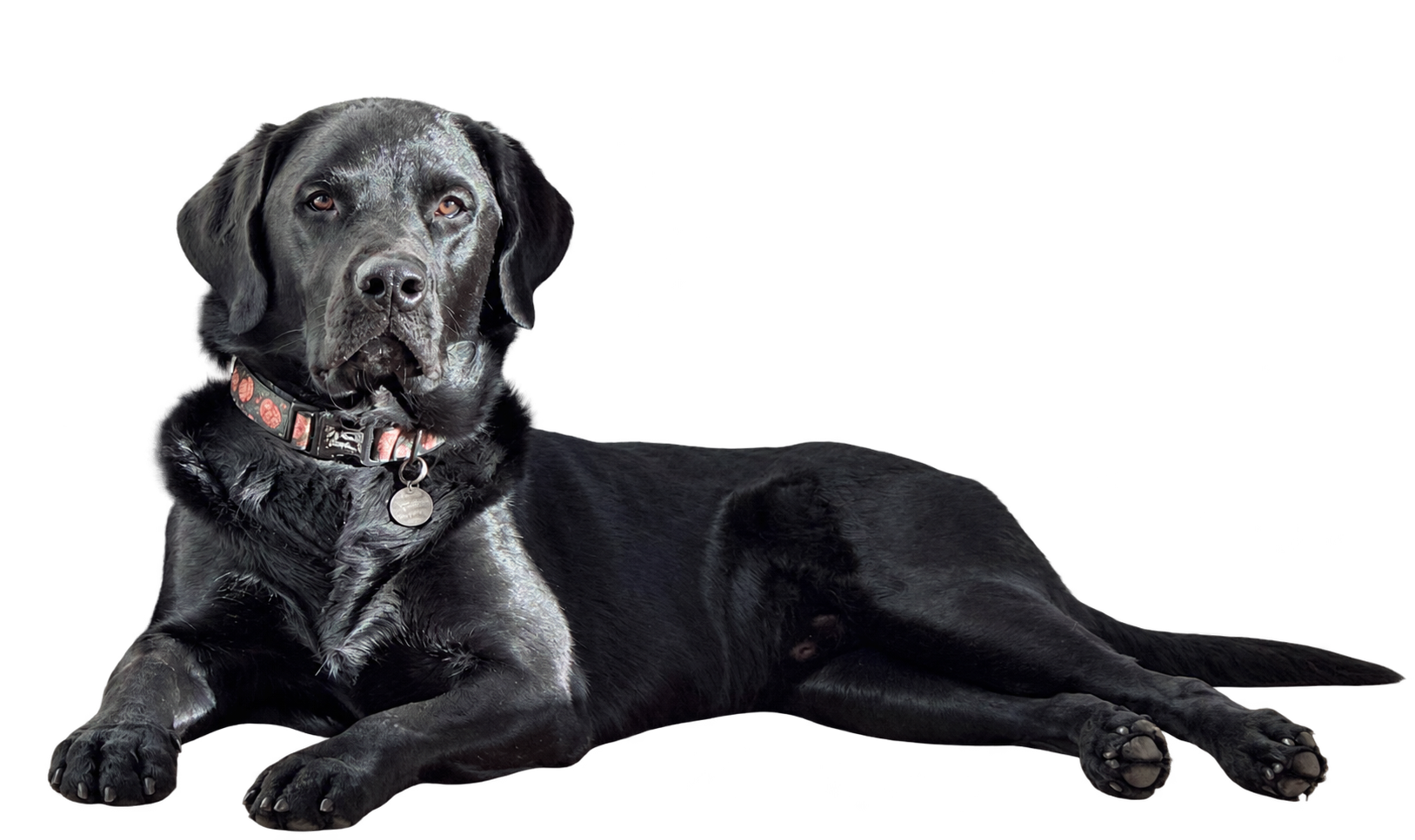Black labrador lying comfortably at home, illustrating live-in dog and pet sitting services from A3 House & Pet Sitting,