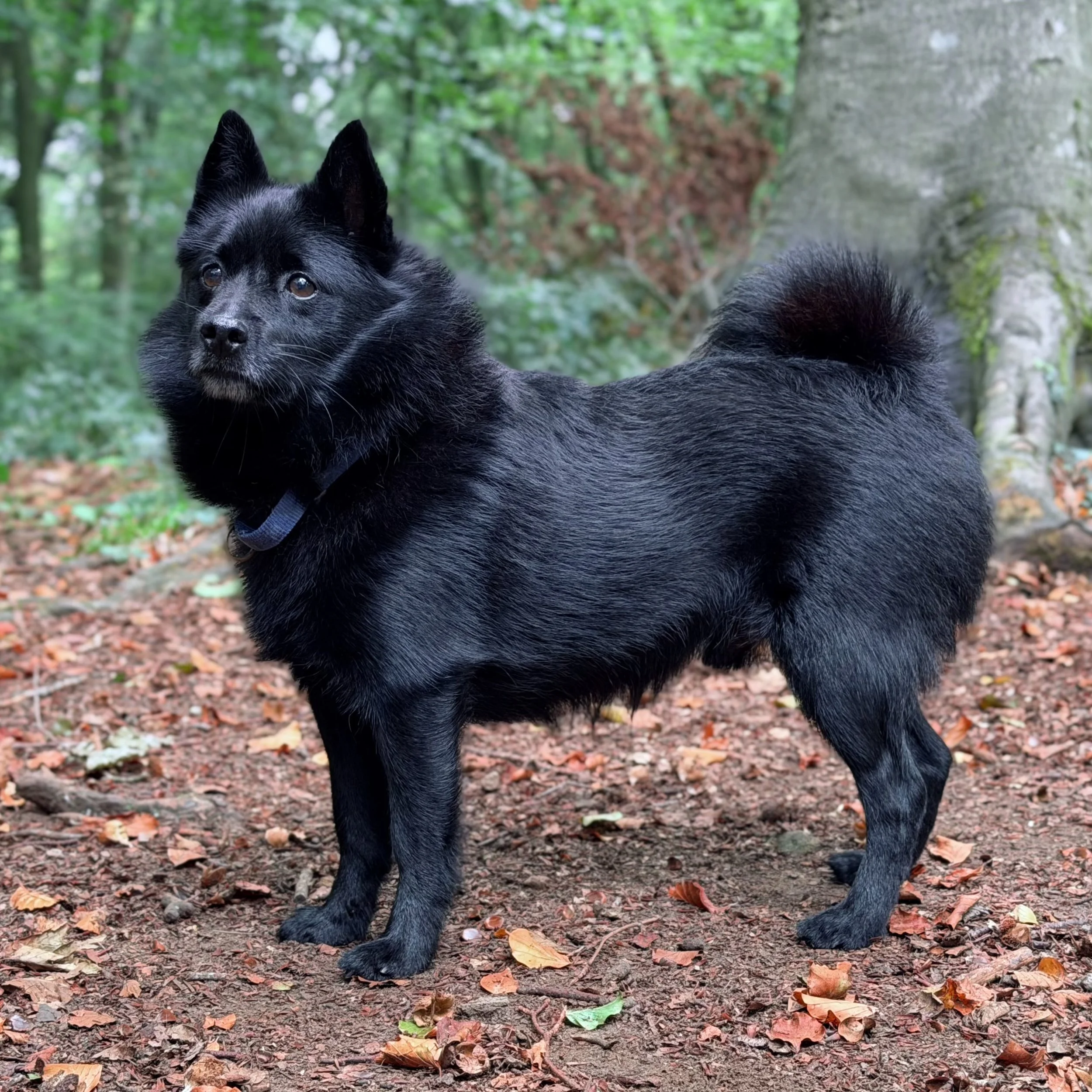 Schipperke black dog on a woodland walk in the Cotswolds, Gloucestershire - professional house and pet sitting.