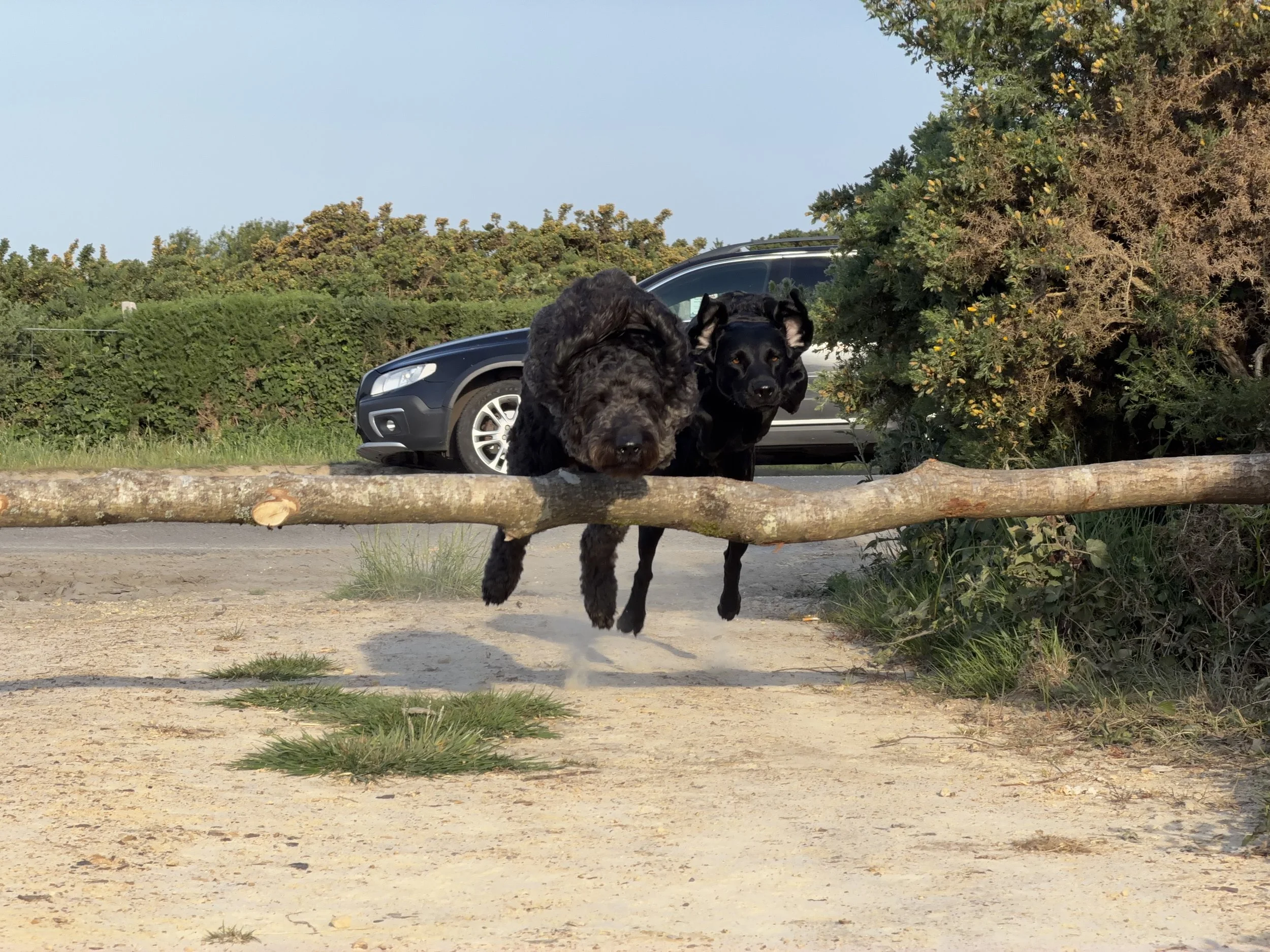 A photograph of two dogs jumping over a log. Having fun out on a walk in the Ashdown Forest