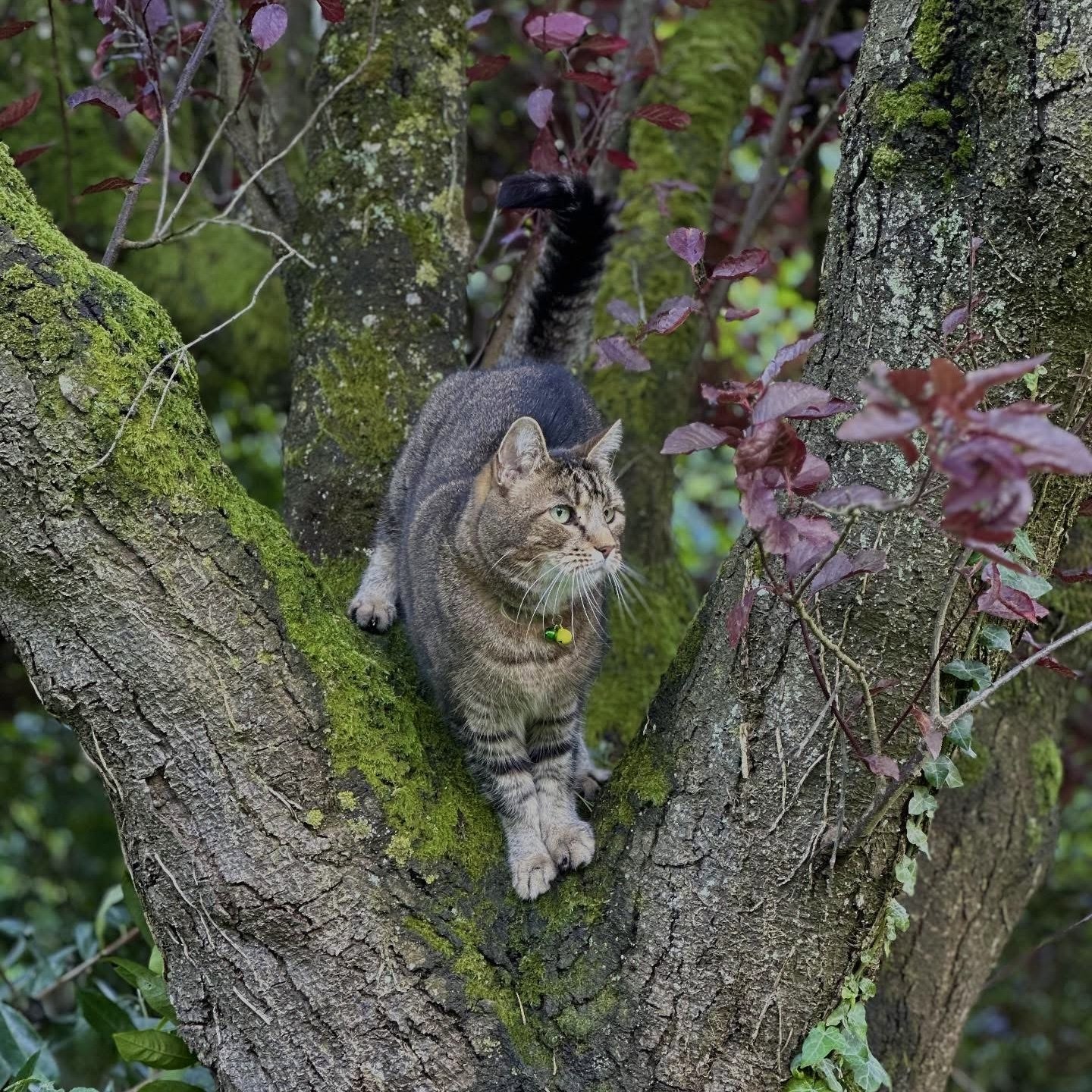 Tabby cat exploring a moss-covered tree in s client's Cotswolds garden while enjoying professional house and pet sitting.