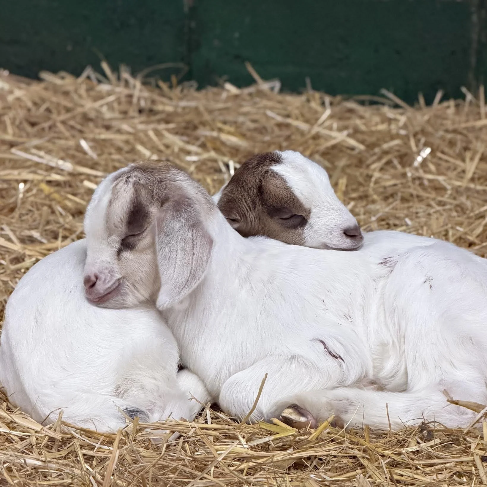 Tow kid goats cuddling up to one another whilst they sleep.