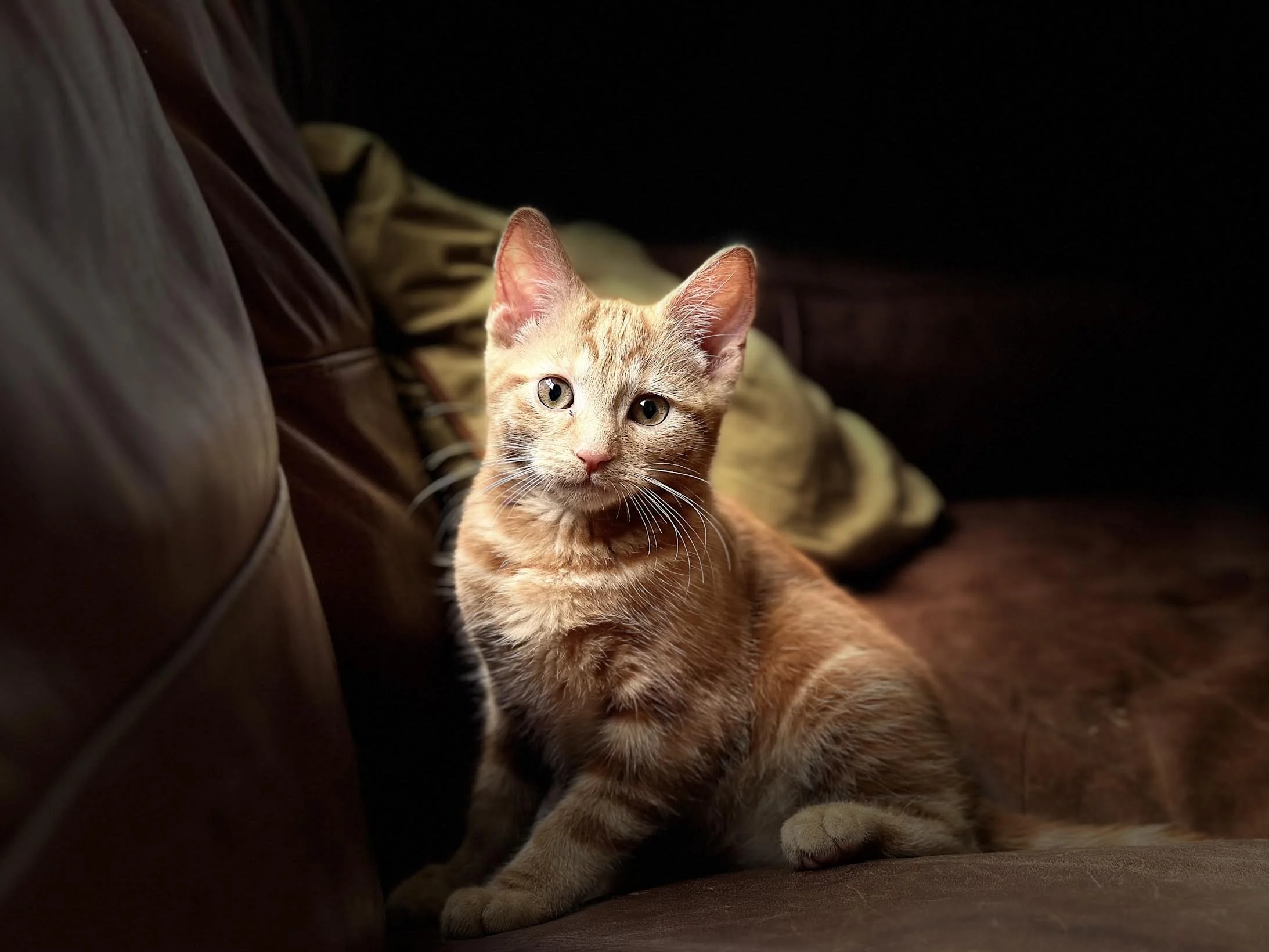 A beautiful ginger kitten sitting on a sofa.
