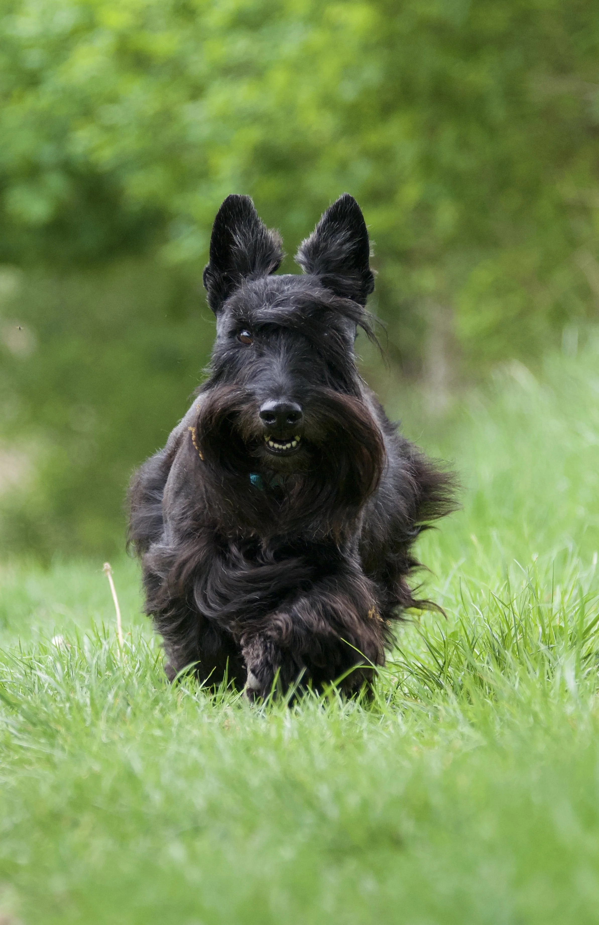 A photograph of a Scottish terrier dog running along in a field, looking very happy. A stunning example of the breed. 