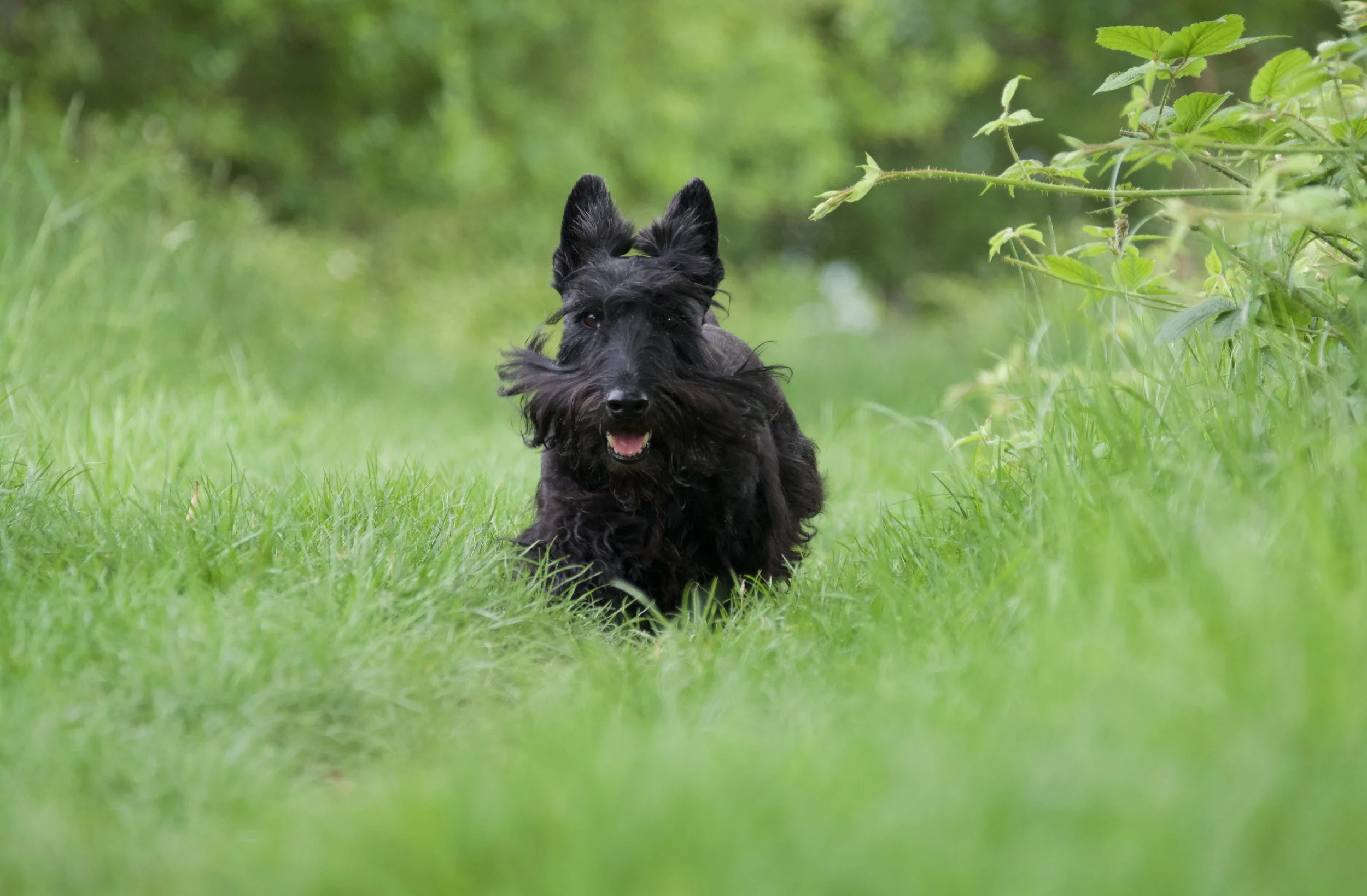 A Scottish Terrier dog, running. The photograph is take in a field. The dog is looking super happy. 