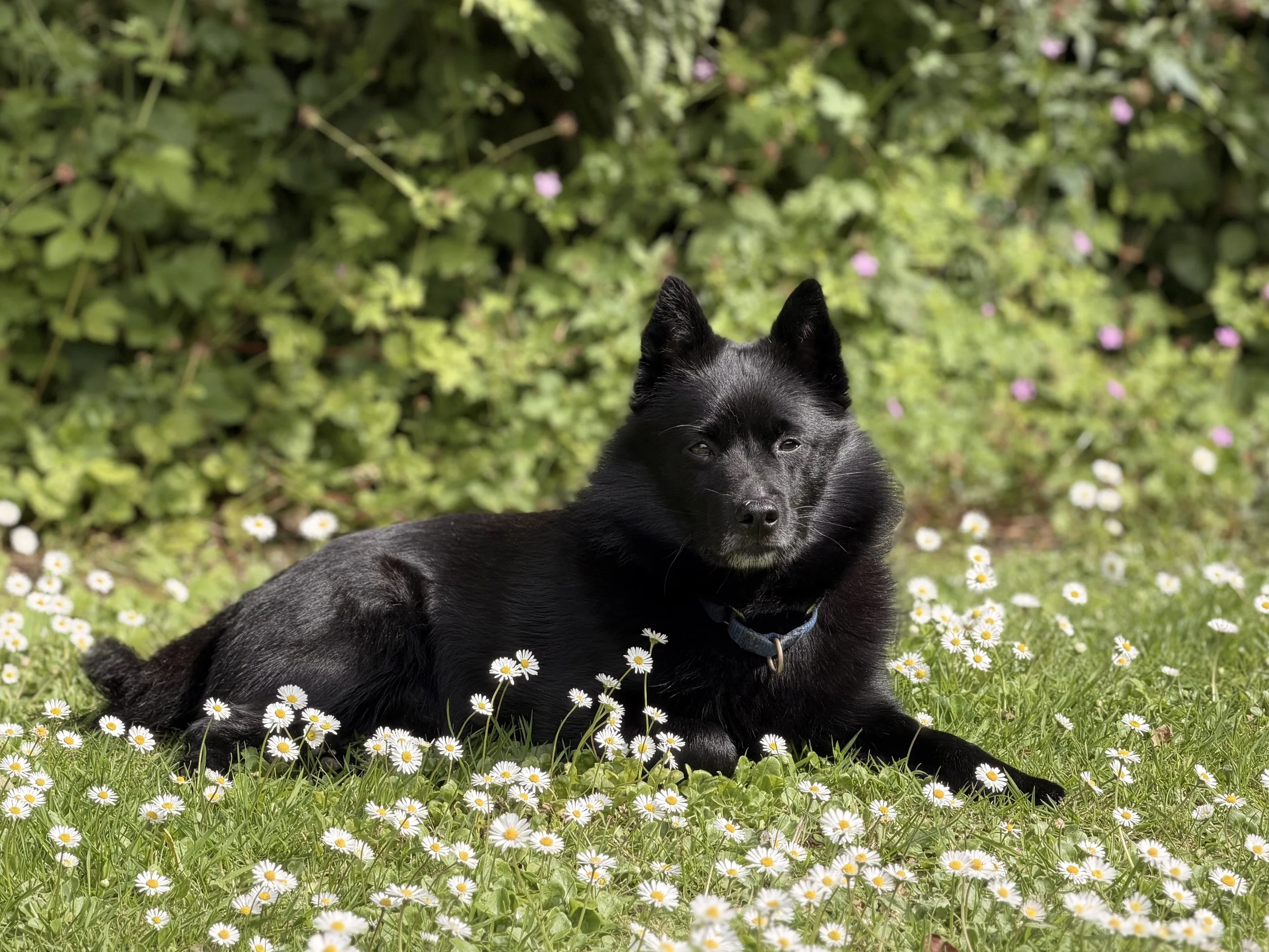 The Schipperke is known as the "little captain" or "little bargeman" because of its historical role as a guard and ratter on Belgian canal boats. A little black dog from Belgian, photographed on the the grass with daisies. 