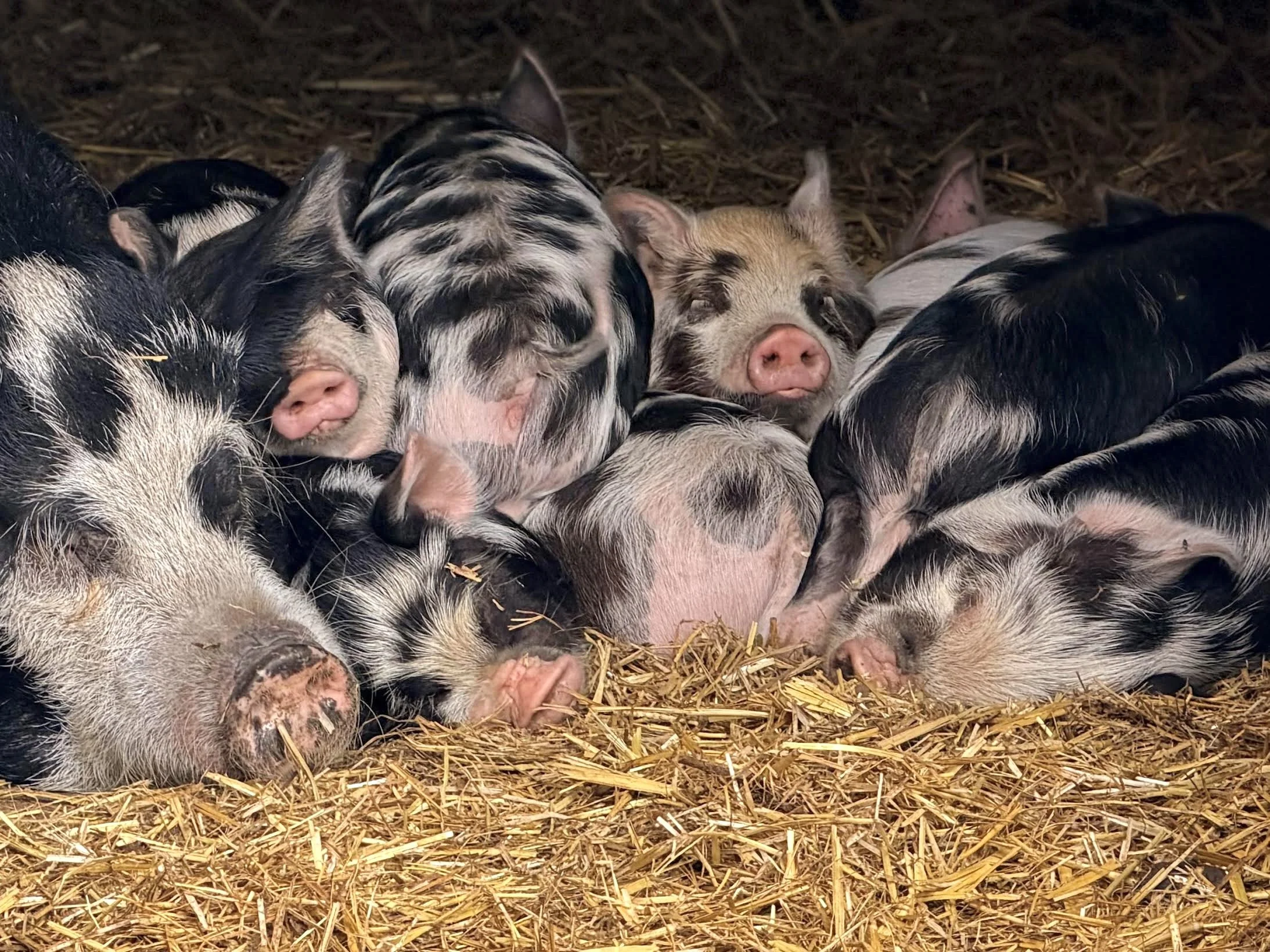 A photograph of a pig with her piglets, the piglets are piled together to keep warm whilst they sleep. 