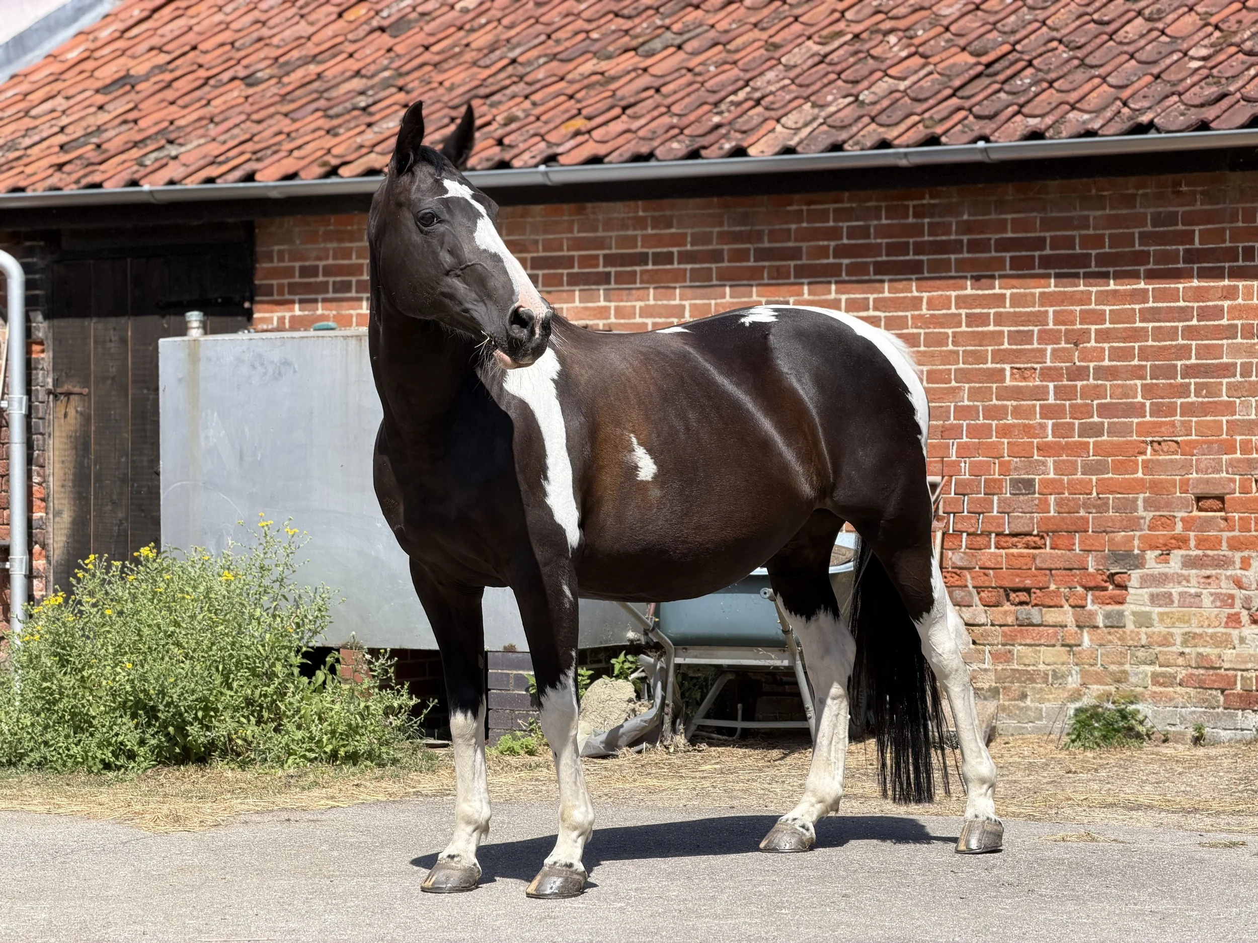 A stunning photograph of a piebald mare standing in the stable yard. This horse is super striking, and pretty. 