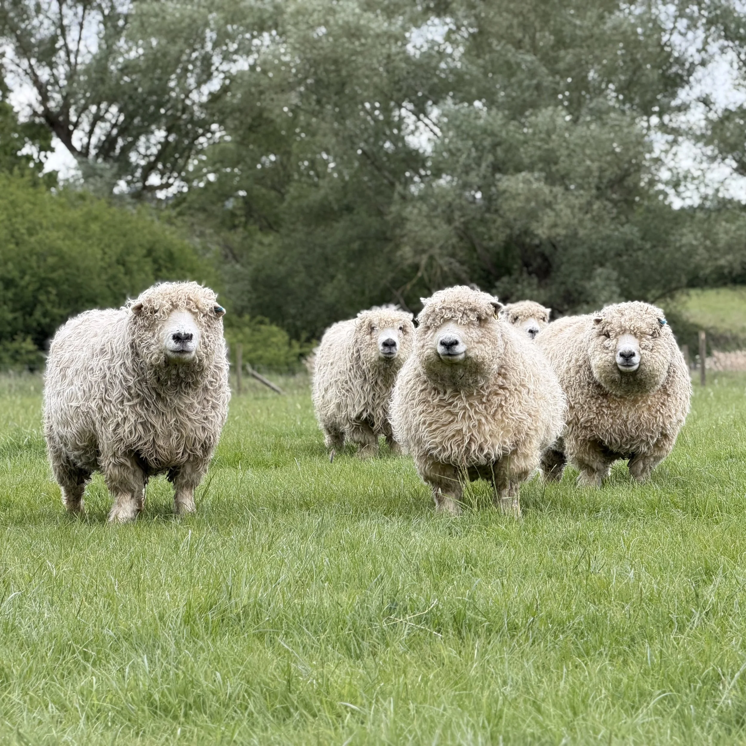The Greyface Dartmoor is a rare breed that is currently classed as "At Risk" by the Rare Breeds Survival Trust (RBST).
Flock of Greydace Dartmoor sheep in their field.