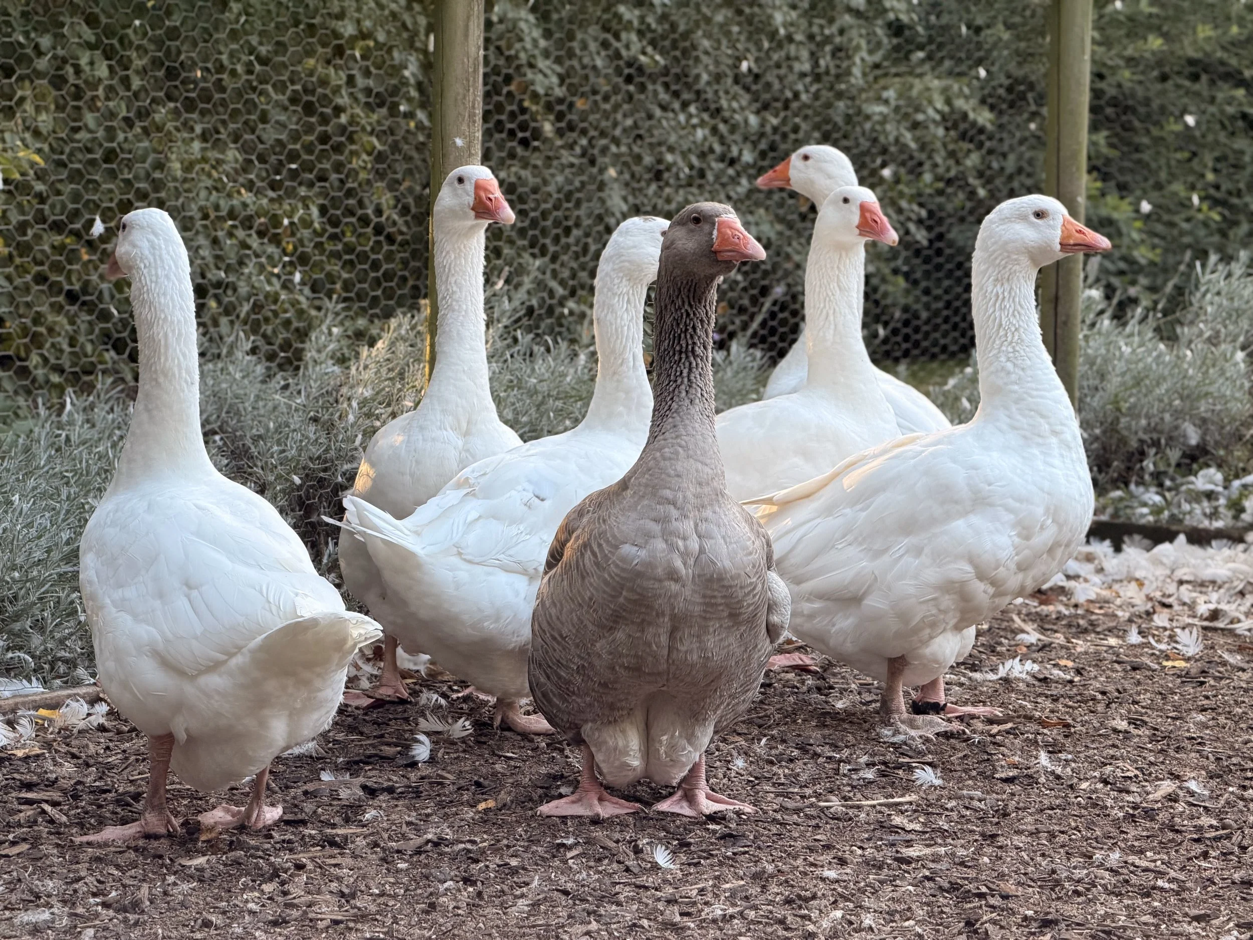 Beautiful flock of geese.