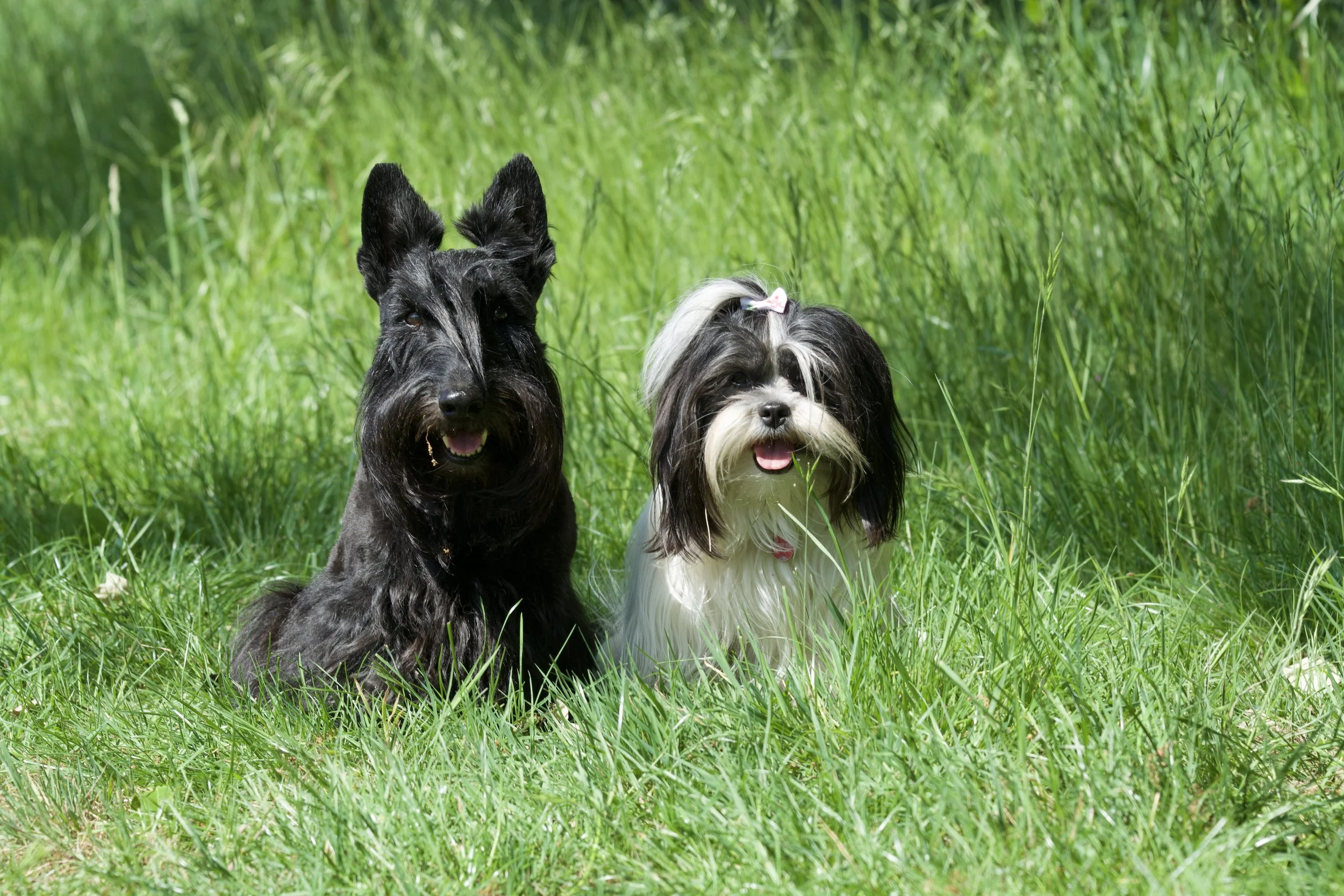 Shih Tzu and Scottish Terrier sitting in a field.